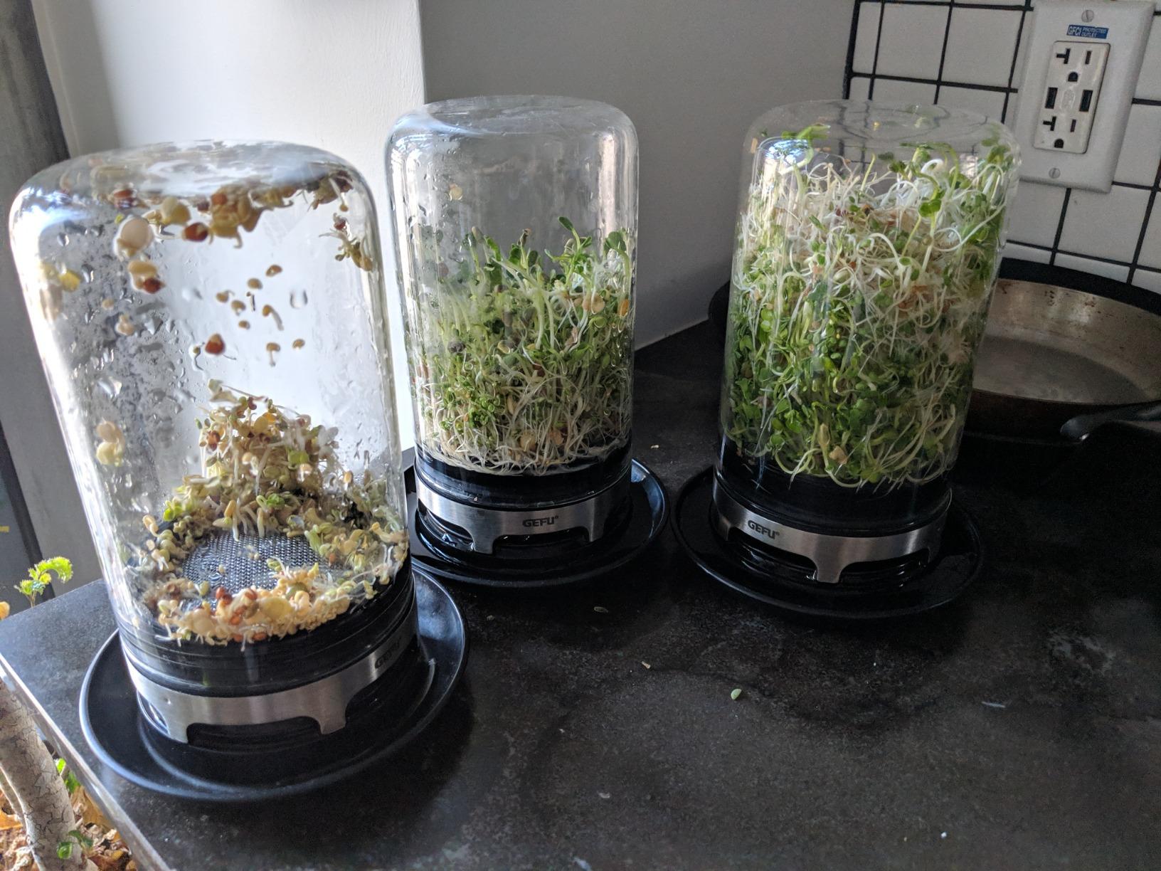 SPROUTING JAR (Black) customer photo 1