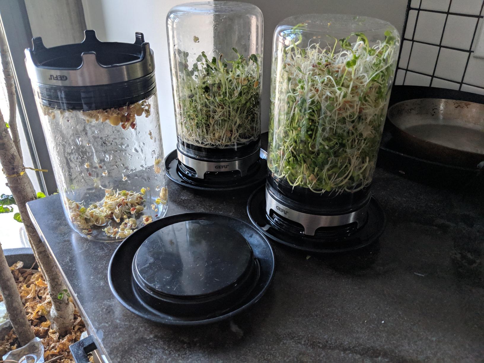 SPROUTING JAR (Black) customer photo 2