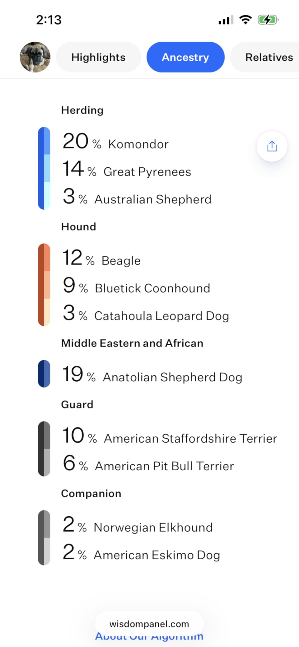 Wisdom Panel Breed Discovery Dog DNA Kit: Most Accurate Dog Breed Identification, Test for 365+ Breeds, MDR1 Health Test, Ancestry, Relatives customer photo 2