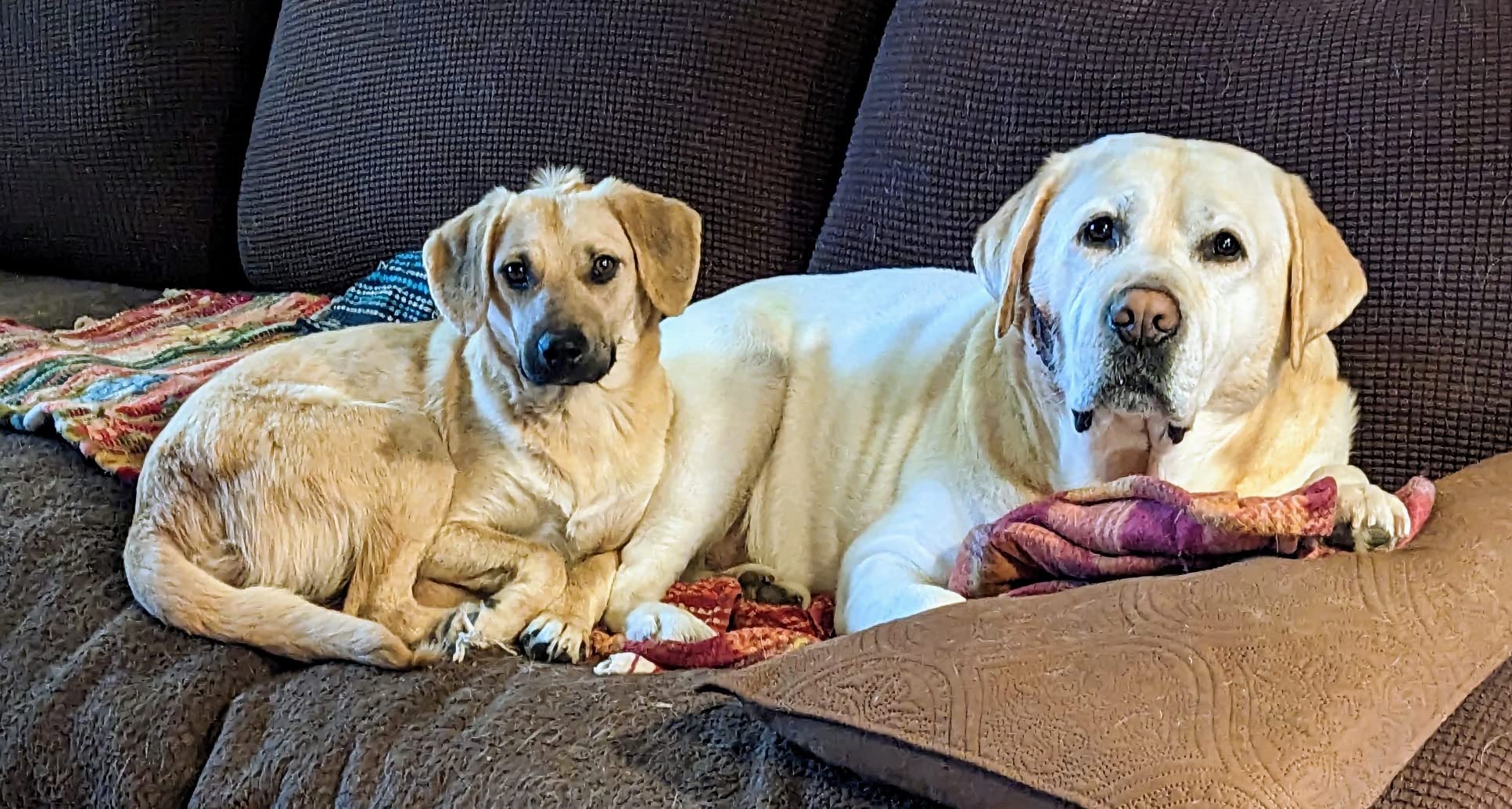 Embark Breed & Health Dog DNA Test - 400+ Breeds, 270+ Health Conditions, Allergy Risk Score, Relatives, and More customer photo 1