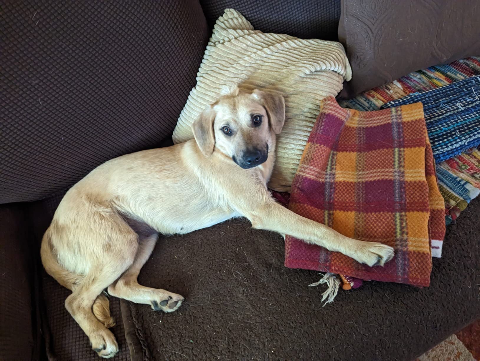 Embark Breed & Health Dog DNA Test - 400+ Breeds, 270+ Health Conditions, Allergy Risk Score, Relatives, and More customer photo 2