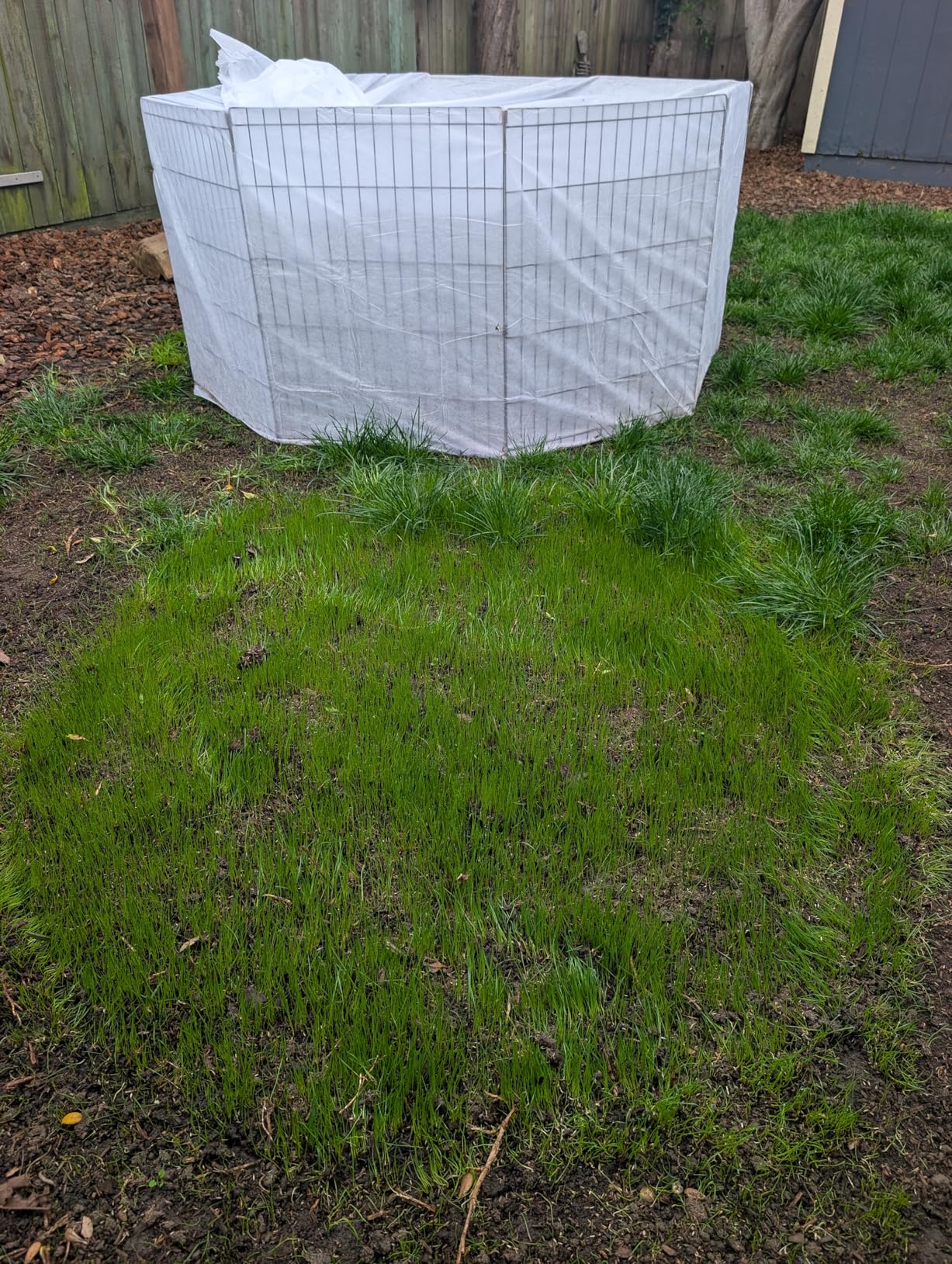 Jonathan Green 40600 Dense Shade Grass Seed, 3 lb customer photo 1