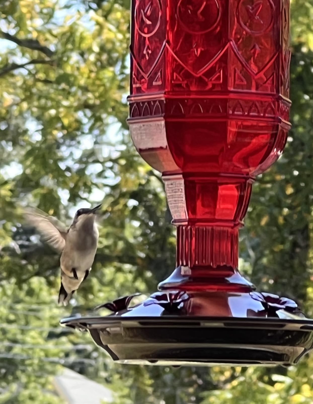 More Birds Red Jewel Hummingbird Feeder, Glass Bottle, 5 Feeding Ports and 20-Ounce Nectar Capacity customer photo 1