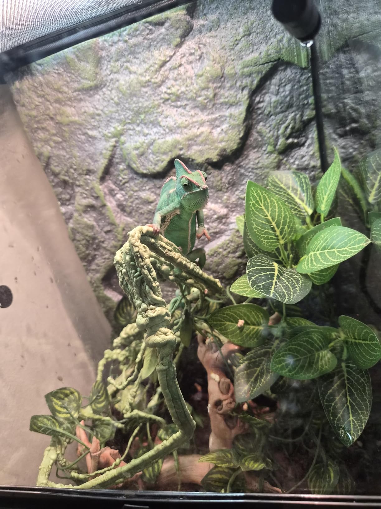 Zilla 11 Gallon Glass Tropical Vertical Habitat Starter Kit for Small Tree Dwelling Reptiles customer photo 1