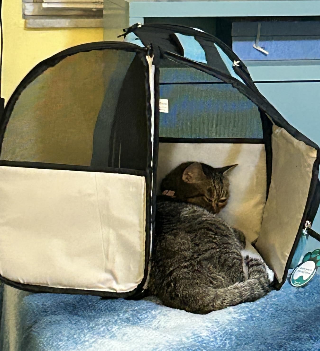 PetAmi Dog Backpack Carrier for Small Large Cat, Pet, Puppy, Ventilated Pet Hiking Backpack Travel Bag customer photo 2