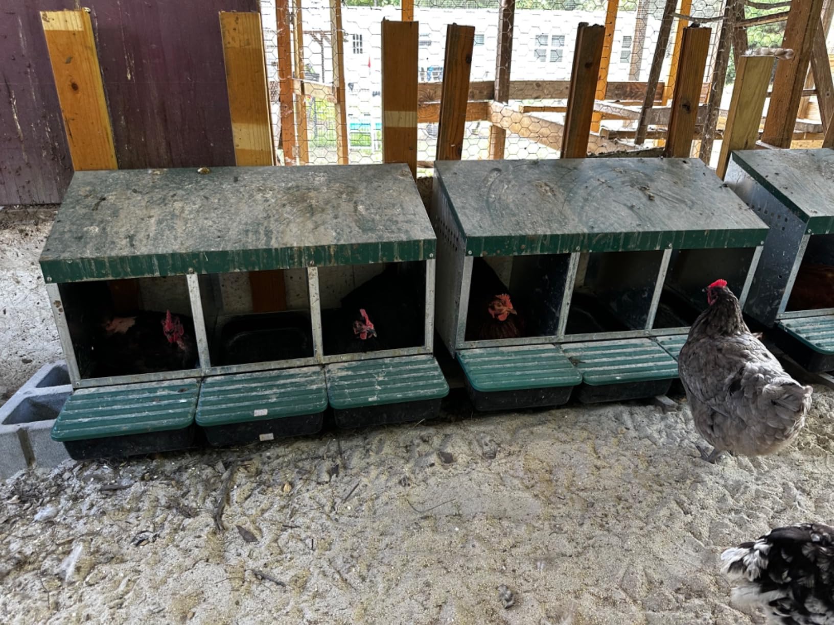 Compact Style 3 Compartment, Forward Rollout & Rollaway, Hen & Chicken Nesting Box with Protective Egg Laying Collection Lids customer photo 1