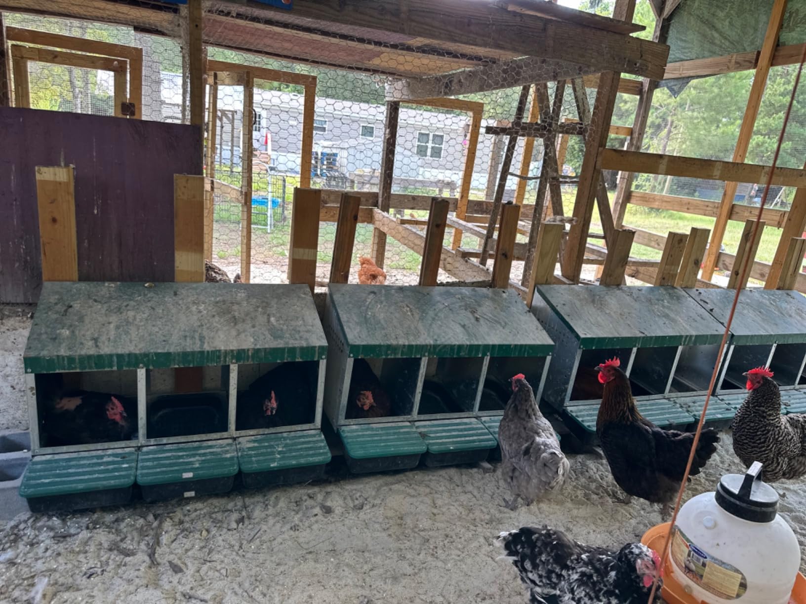 Compact Style 3 Compartment, Forward Rollout & Rollaway, Hen & Chicken Nesting Box with Protective Egg Laying Collection Lids customer photo 2