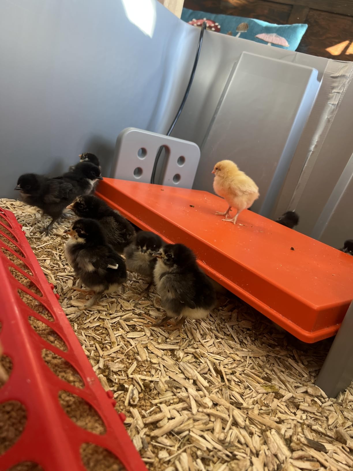 K&H Pet Products Chicken Brooder Heater for Chicks Ducklings, Adjustable Heating Plate for Brooder Boxes, Warms up to 15 Chicks, Chicken Coop Poultry Heating with Safety Light, Small 25 Watts customer photo 1