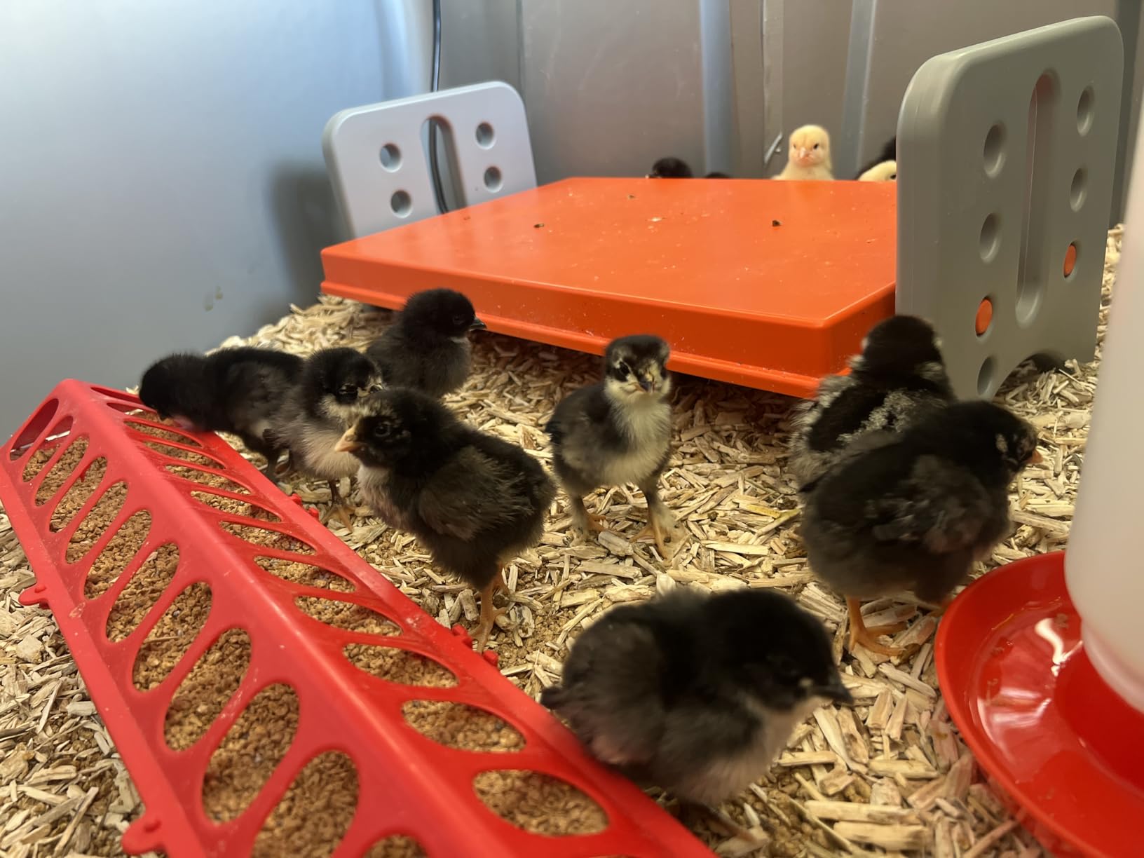 K&H Pet Products Chicken Brooder Heater for Chicks Ducklings, Adjustable Heating Plate for Brooder Boxes, Warms up to 15 Chicks, Chicken Coop Poultry Heating with Safety Light, Small 25 Watts customer photo 2