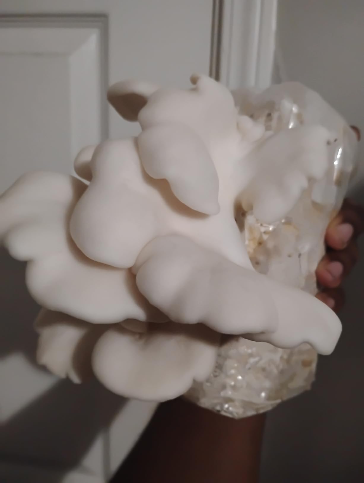 Forest Origins White Oyster Mushroom Grow Kit, Harvest Gourmet Mushrooms in 10 Days, Beginner Friendly, Handmade in California USA, Unique Gift customer photo 1