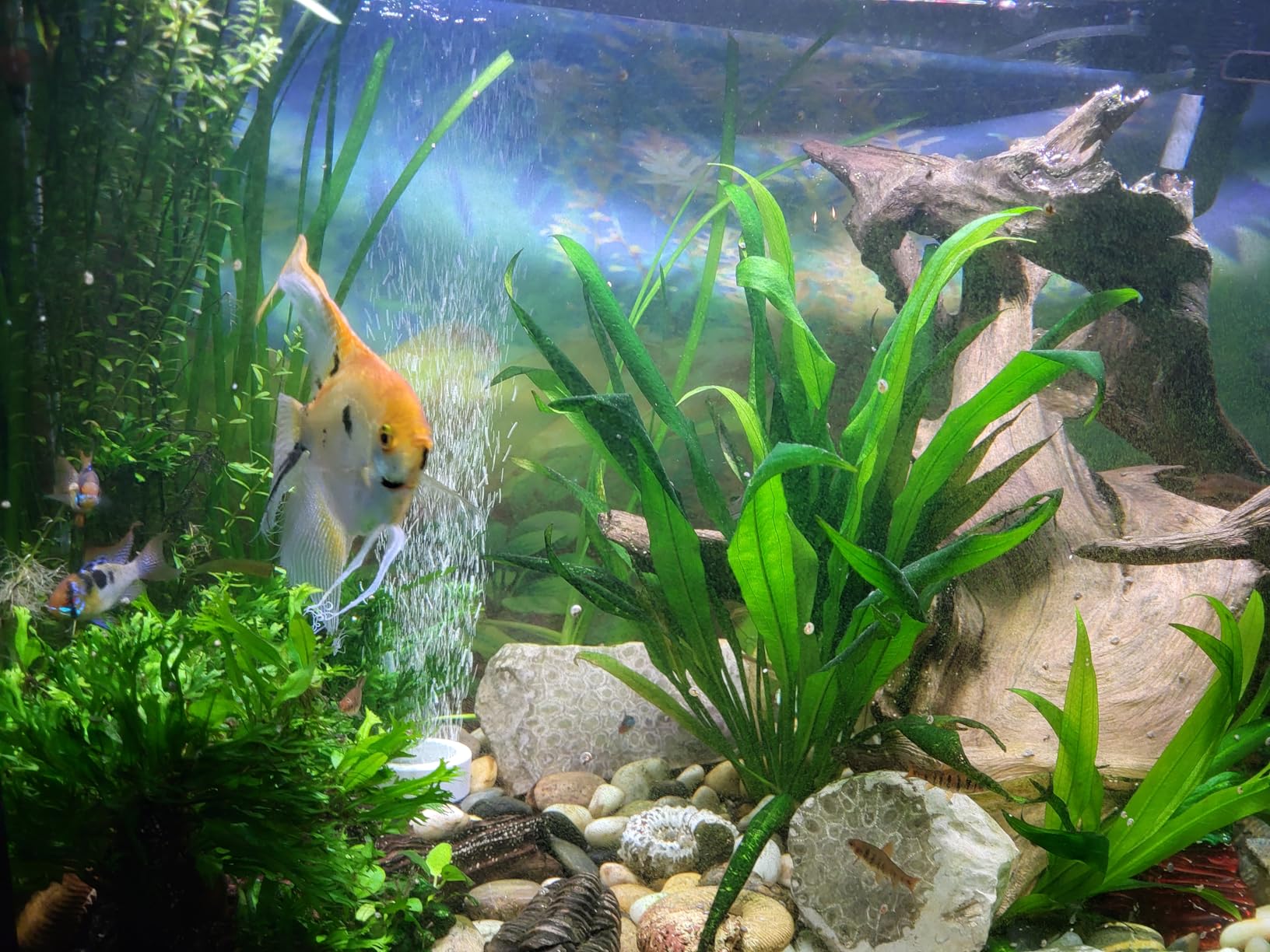 Fluval 307 Performance Canister Filter - for Aquariums Up to 70 Gallons - Aquarium Canister Filter customer photo 1