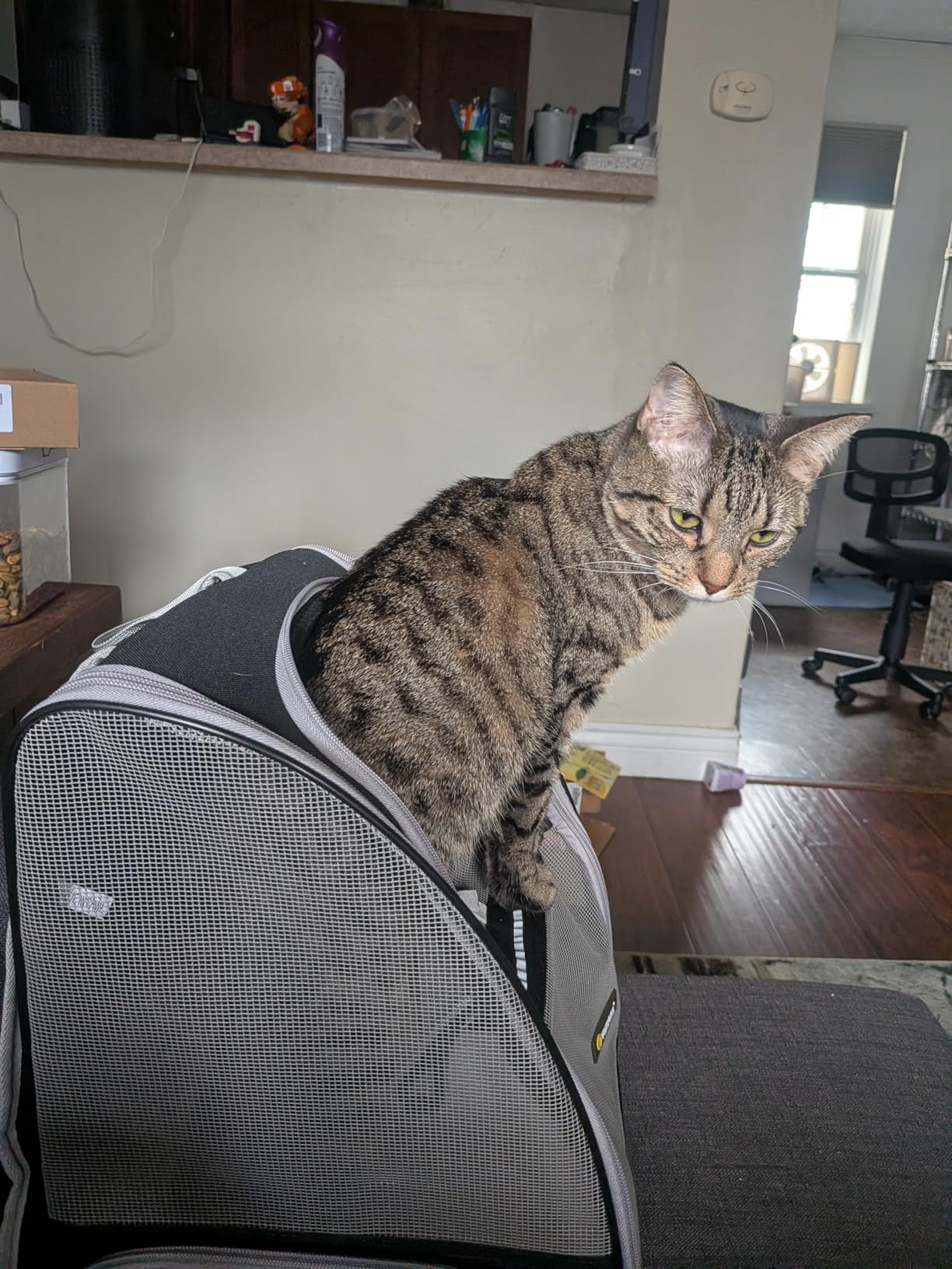 Texsens Innovative Traveler Bubble Backpack Pet Carriers for Cats and Dogs customer photo 1