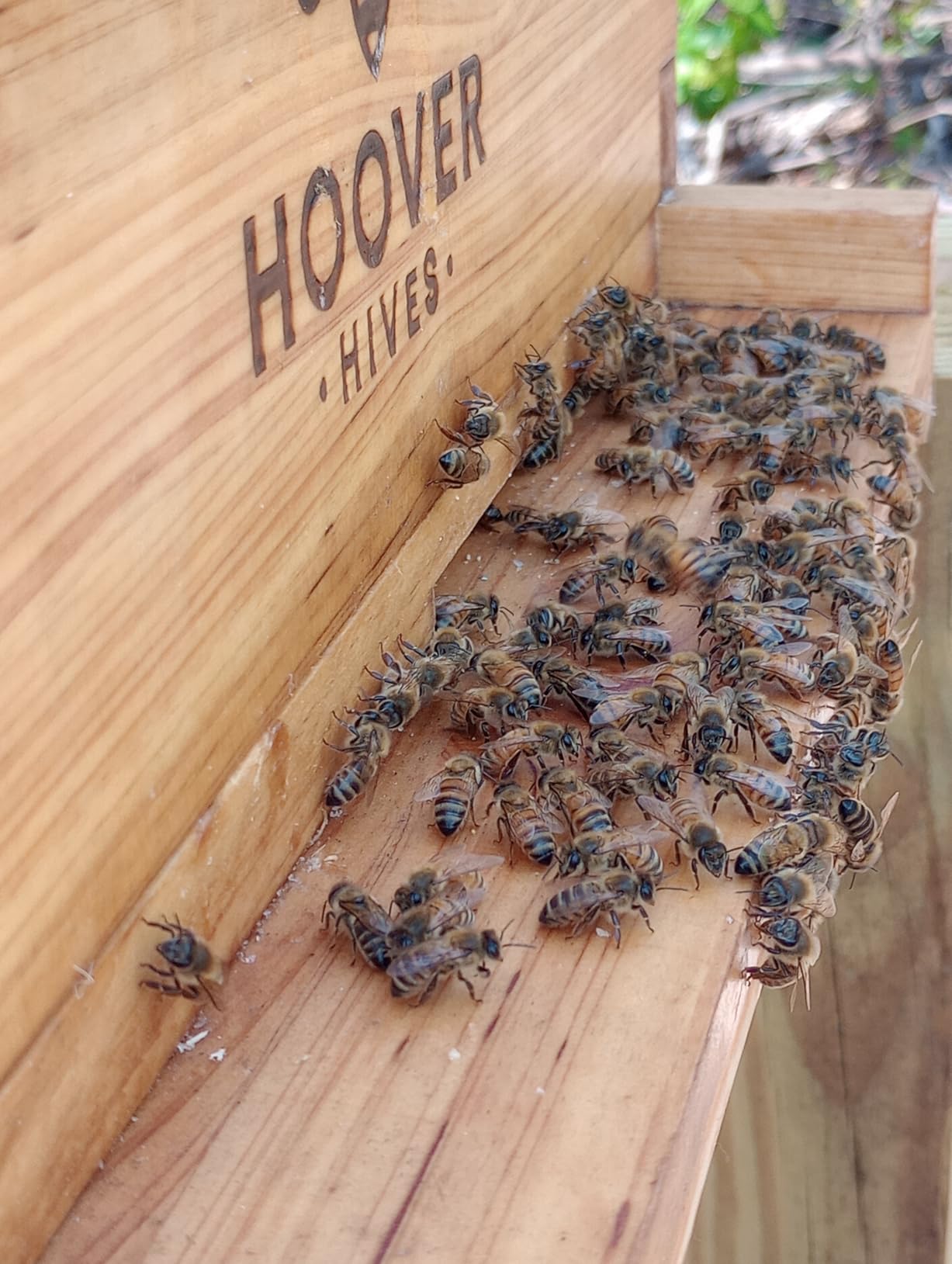 Hoover Hives: The Original Beeswax Coated Beehive Kit. Includes 2 Deep & 1 Medium Boxes with 10 Wooden Frames & Heavy Wax Coated Foundations. Easy Assembly with Predrilled Holes& Screws (Unassembled) customer photo 2