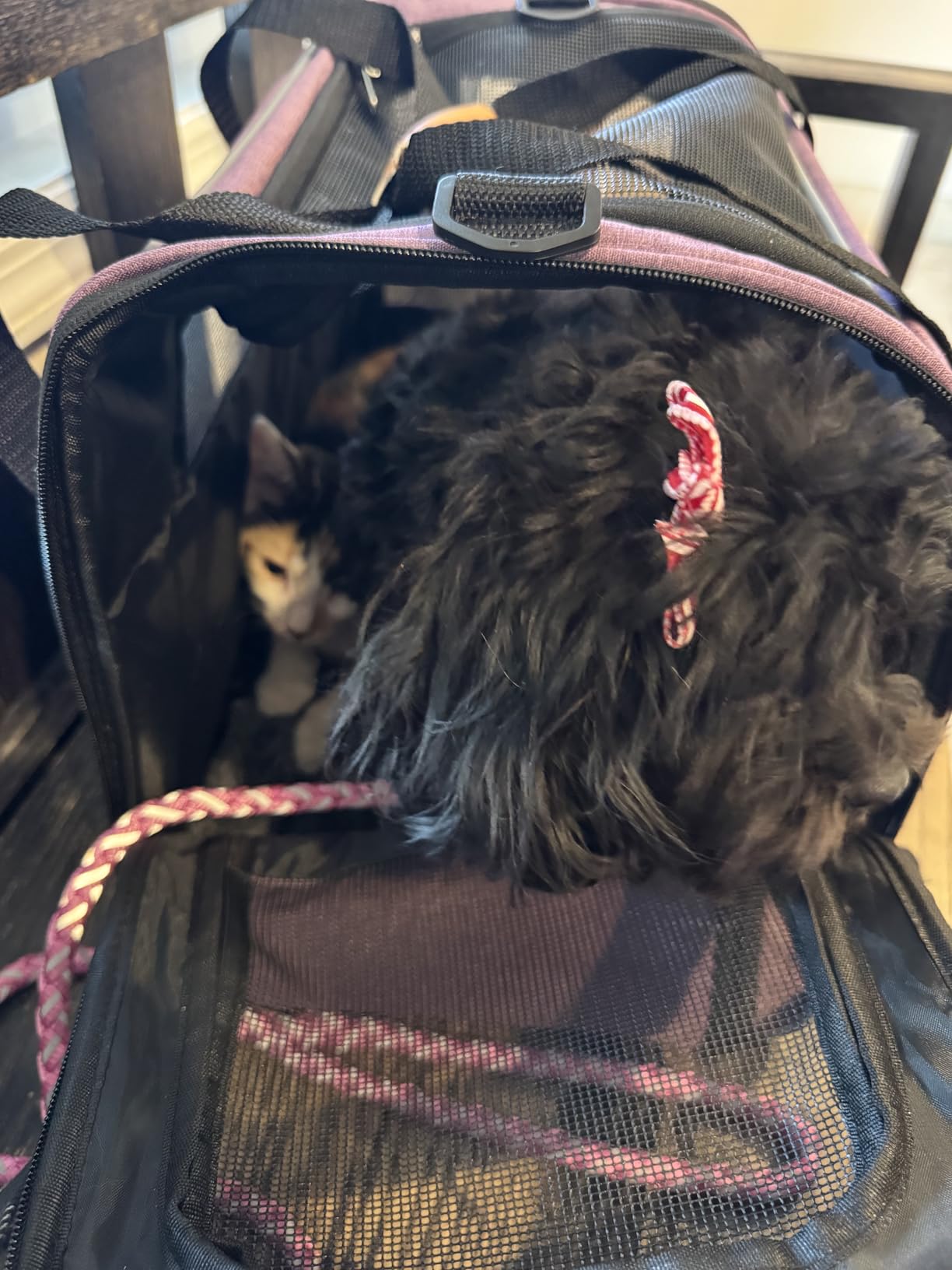 Morpilot Cat Carrier - Cat Carrier Soft for Medium or Large Cats up to 20lbs, with Dual-Sided Cushion, Secure Buckle and Foldable Bowl, Dog Carriers for Small Dogs - Pet Carrier (Dark Gray) customer photo 2