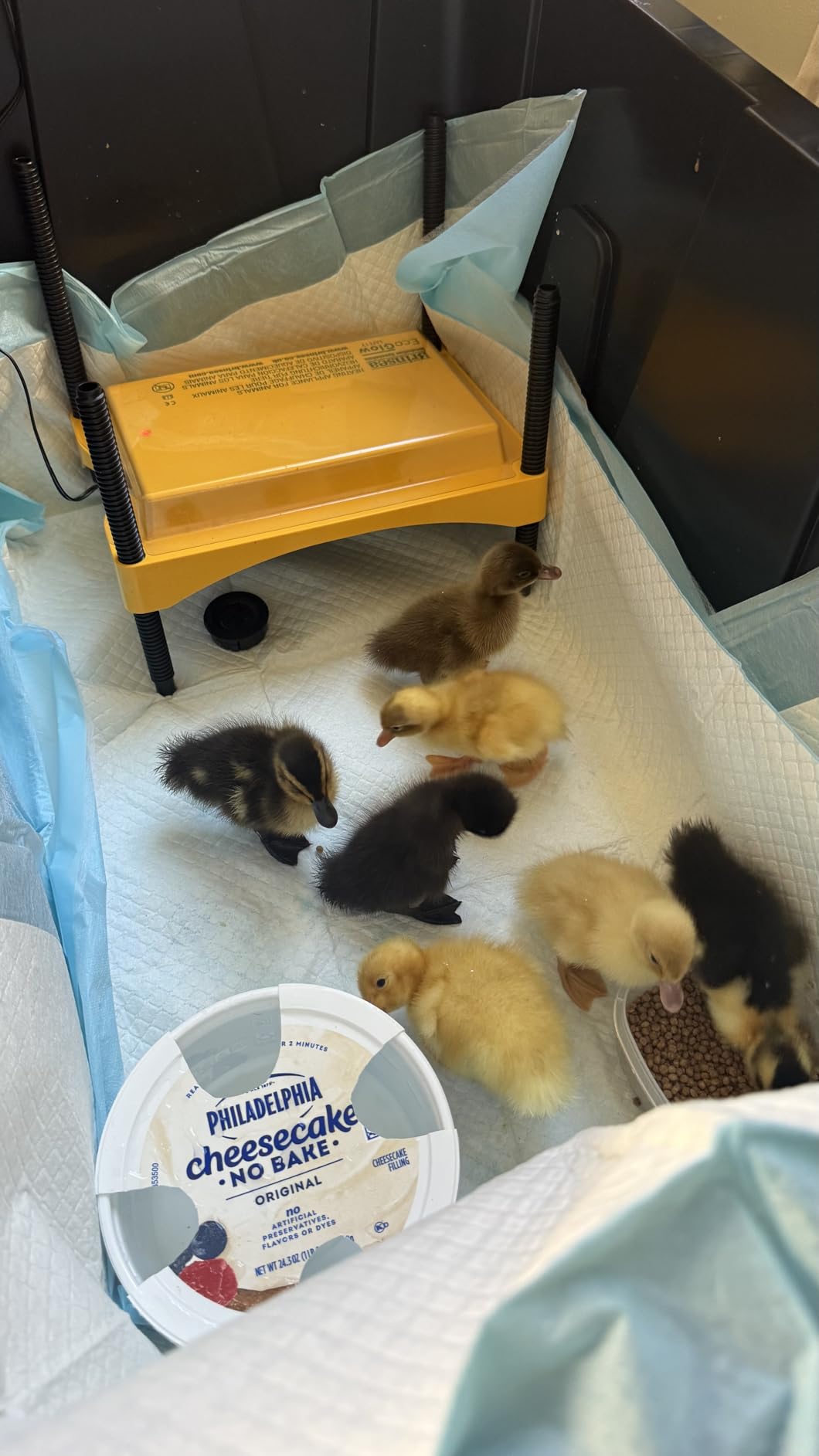 Brinsea Ecoglow Safety 600 Brooder Plate for up to 20 Chicks - Energy Efficient 12 Watt Heat Plate for Ducklings and Poultry - Adjustable Low Voltage Design customer photo 1