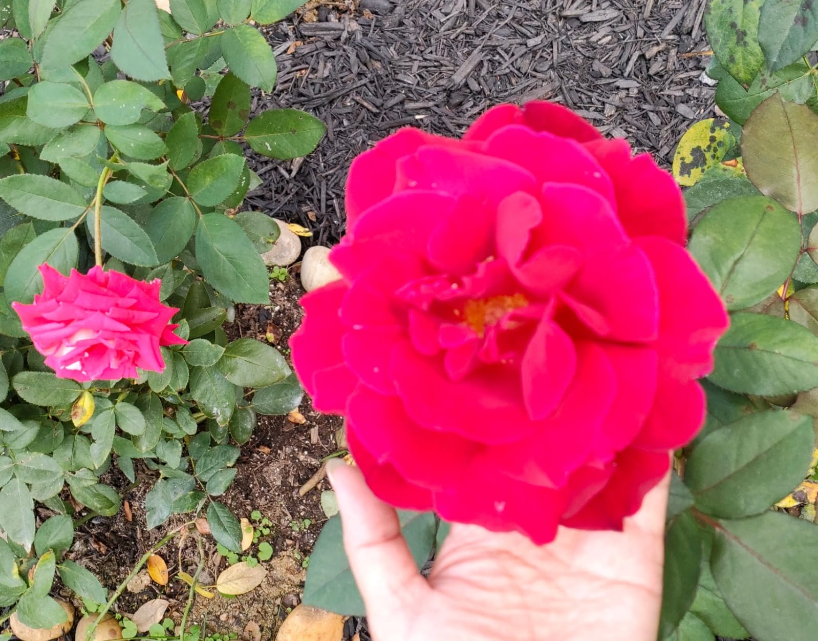 Down To Earth All Natural Fertilizers Organic Bone Meal - High Phosphorus Plant Food for Buds, Bulbs, Blooms, Flowers 3-15-0, 5 lb customer photo 1