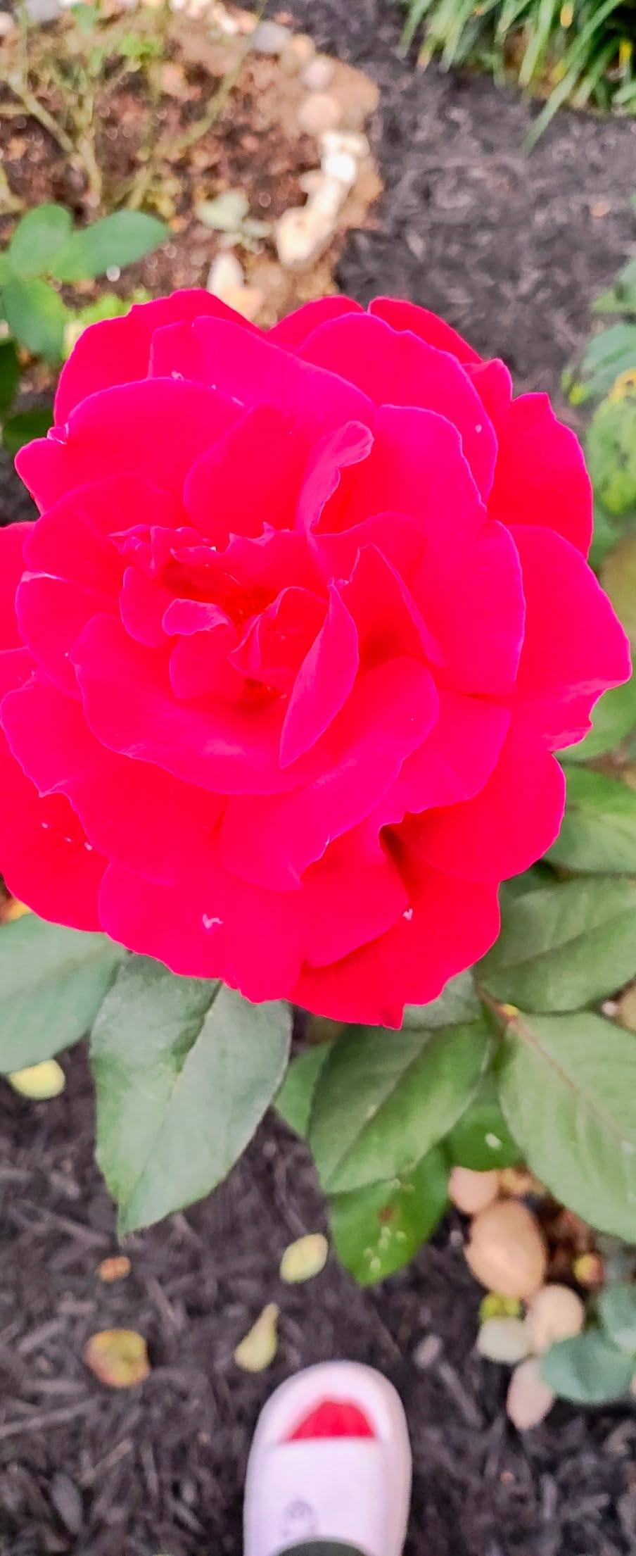 Down To Earth All Natural Fertilizers Organic Bone Meal - High Phosphorus Plant Food for Buds, Bulbs, Blooms, Flowers 3-15-0, 5 lb customer photo 2