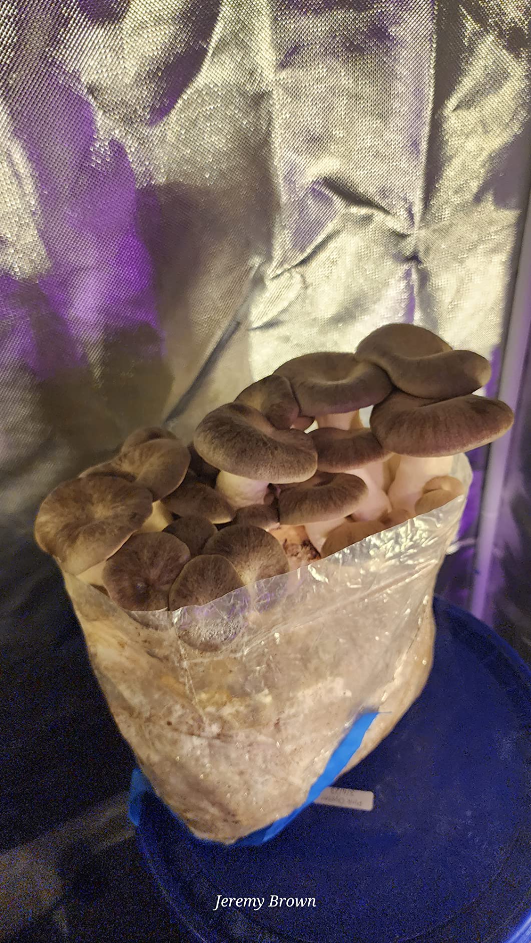 Reinforced Mushroom Grow Bags, 25 Count, Oyster Spawn and Grain Root Substrate Growing Kit with 0.2 Micron Filter, Heavy Duty 3 Mil Polypropylene Plastic customer photo 1