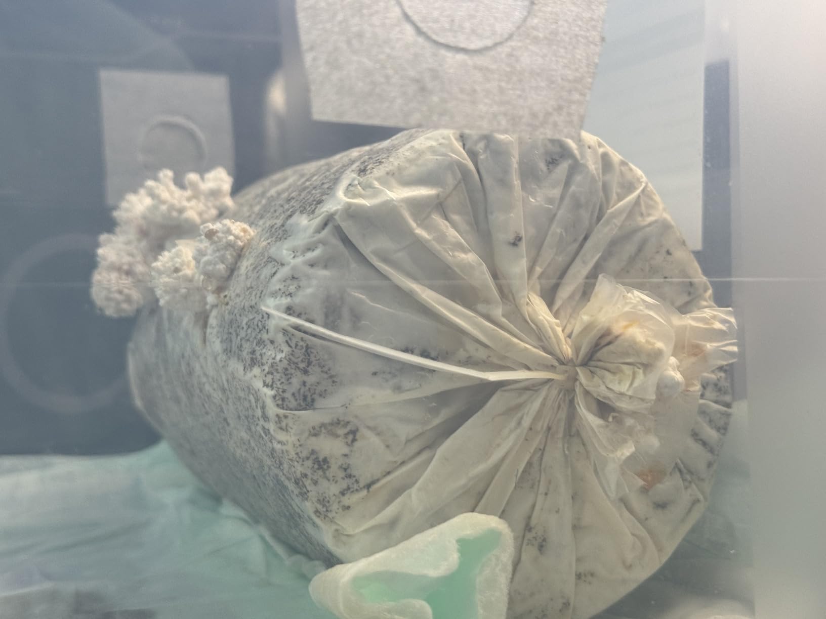 Lion's Mane Mushroom Grow Kit, 4 lb (Packaging May Vary) customer photo 2