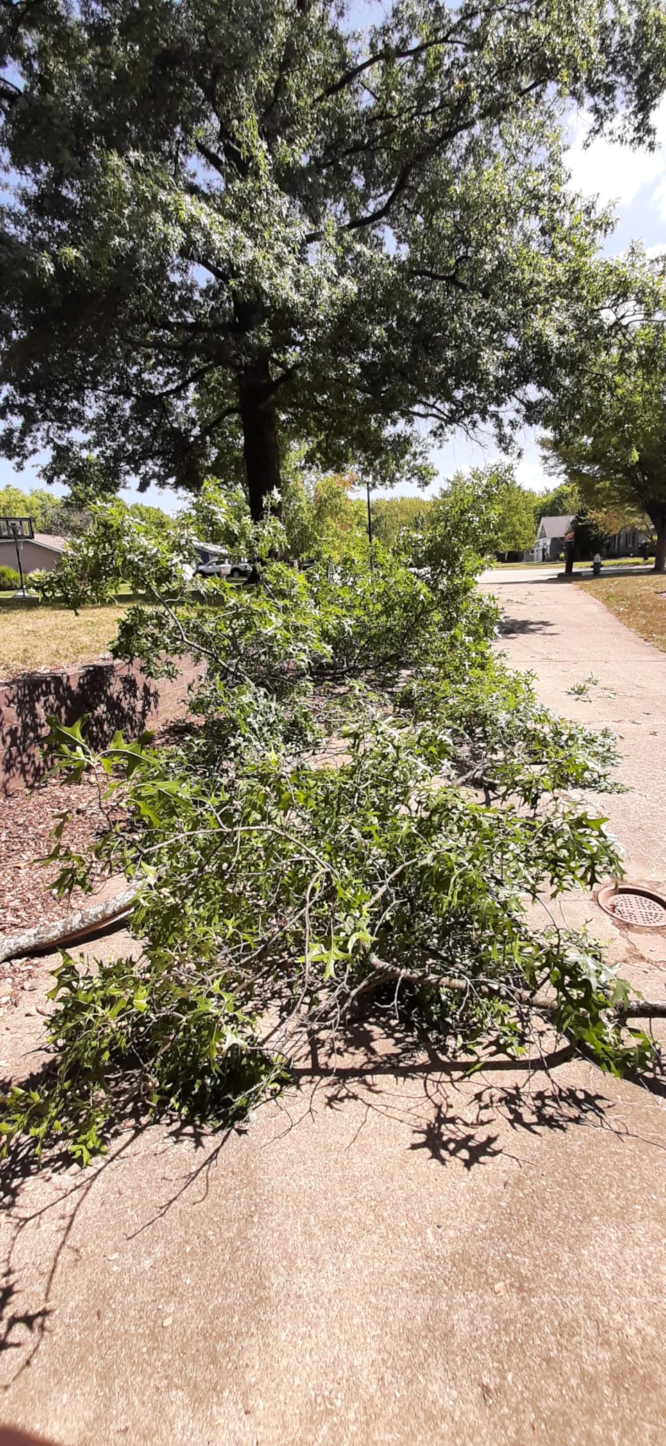 EZ Kut Professional Pole Saw 20' Extendable - Manual Pole Saw for Tree Trimming. Branch Cutter with Double Hook for Branch Removal - Best Tree Pruner. Since 1988 customer photo 1