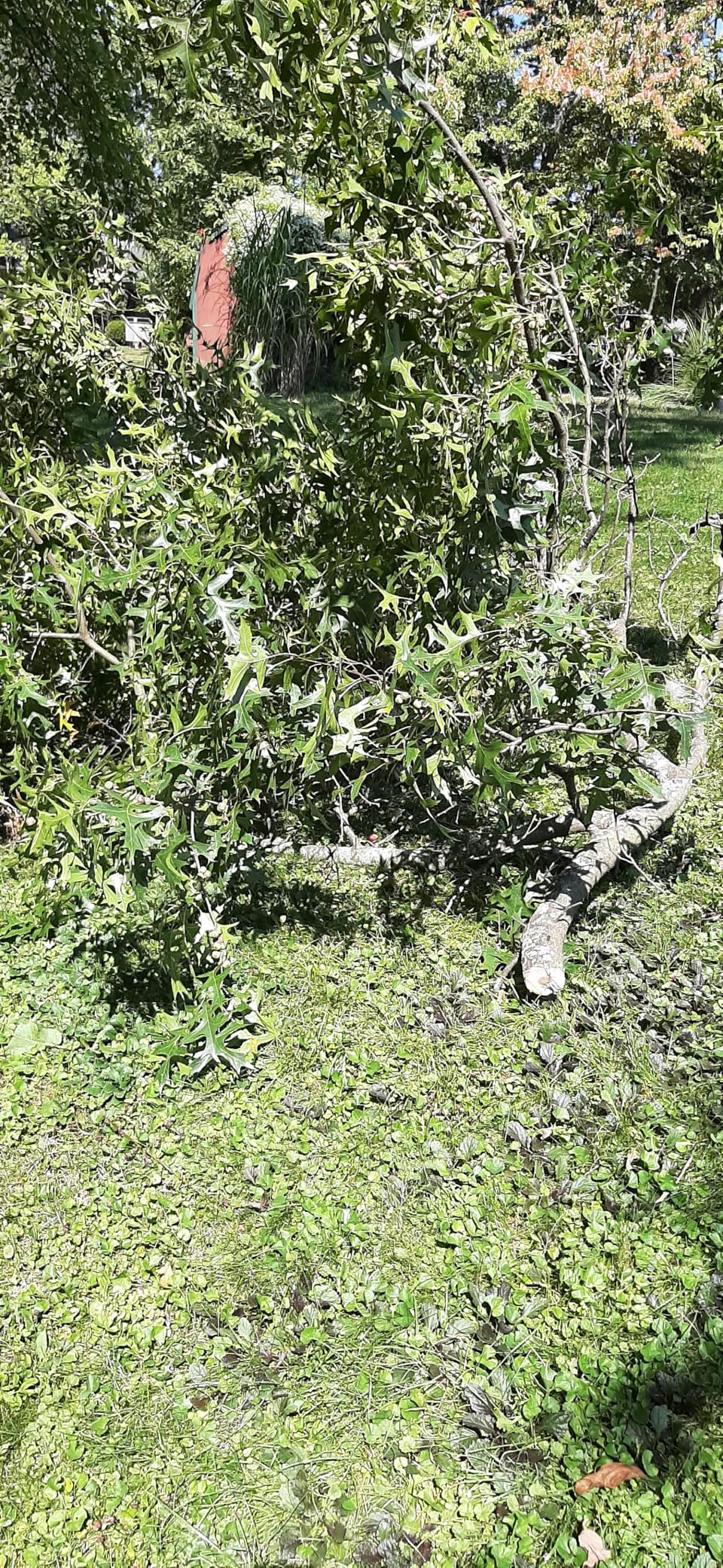 EZ Kut Professional Pole Saw 20' Extendable - Manual Pole Saw for Tree Trimming. Branch Cutter with Double Hook for Branch Removal - Best Tree Pruner. Since 1988 customer photo 2