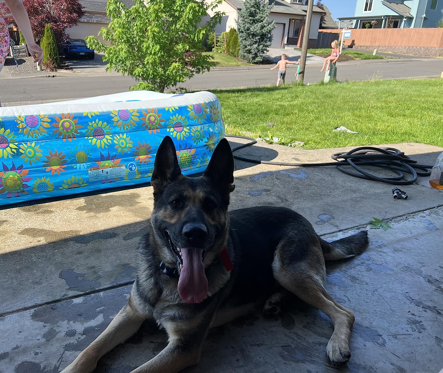 PetSafe 2-Dog Basic In-Ground Fence System - Easy Install Electric Pet Barrier with Visual Cue Boundary Flags, 2 Waterproof Collars & Indoor Transmitter - Long-Lasting Training System customer photo 2