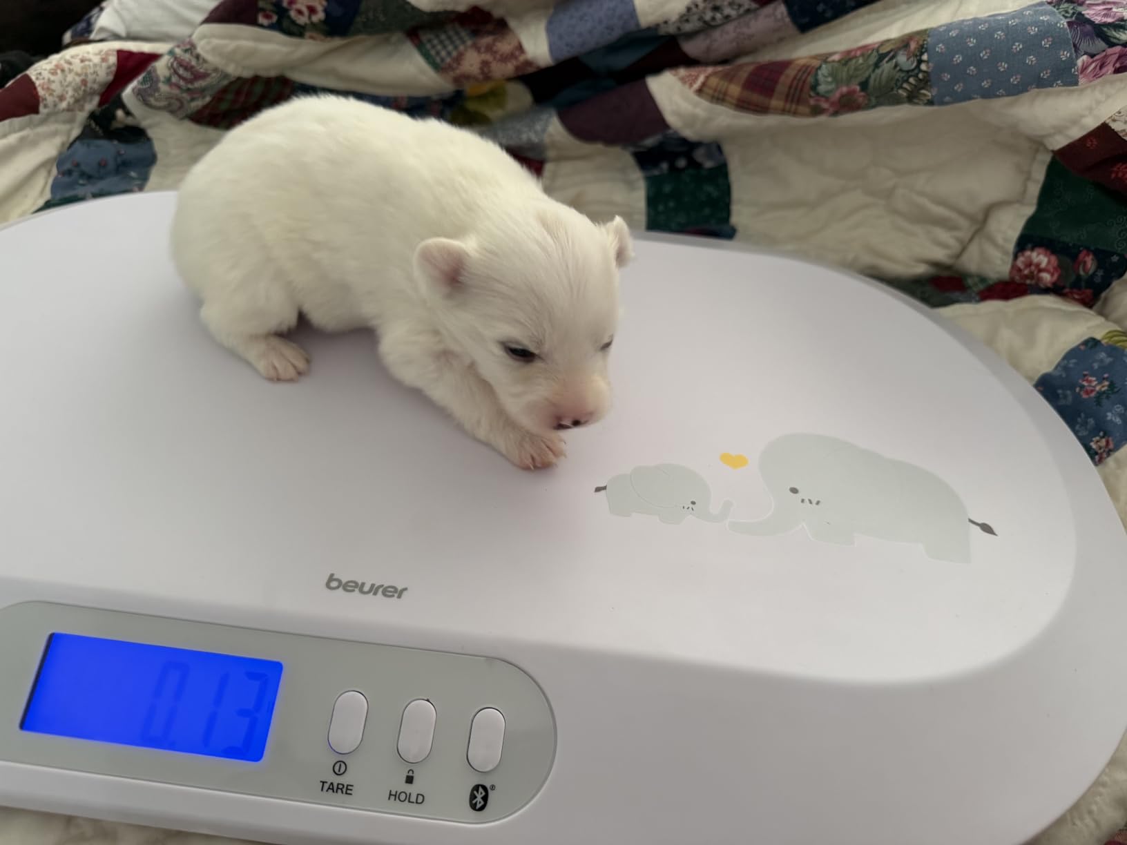 Beurer BY90 Baby Scale, Pet Scale, Digital, with Measuring Tape, tracking weight with App | For: Infant, Newborn, Toddler / Puppy, Cat - Animals | LCD Display, weighs Lbs/Kg/Oz Highly accurate customer photo 1