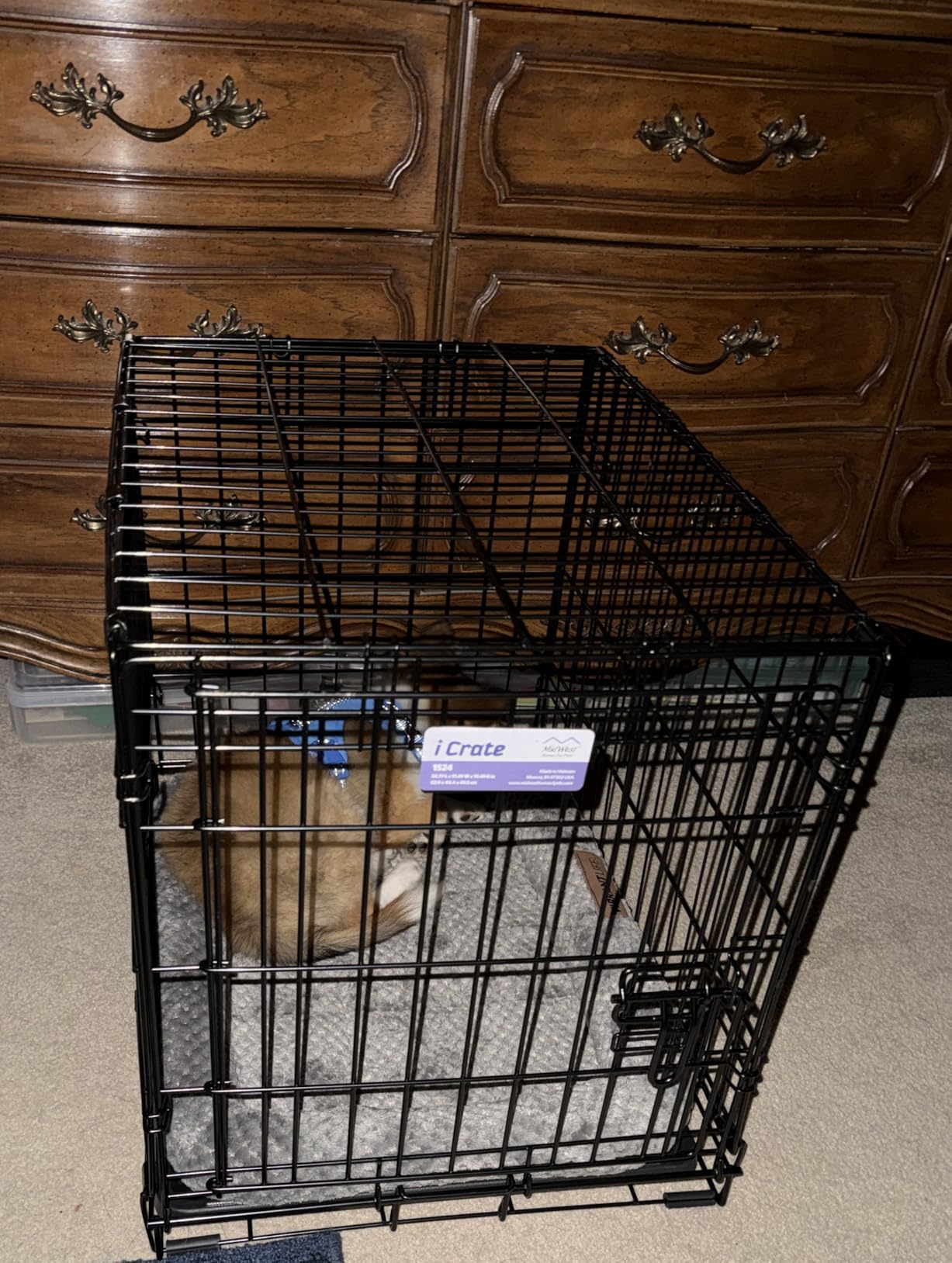 Midwest Homes for Pets Ginormous Single Door 54-Inch Dog Crate for XXL Dogs Breeds; Great Dane, Mastiff, St. Bernard, Drop Pin Assembly Requires Two People; Divider Panel Not Included; Black: SL54 customer photo 1