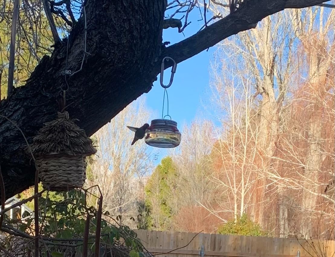Nature's Way Bird Products MJF1 Nature's Way Mason Jar Hummingbird Dish Feeder, Clear customer photo 1