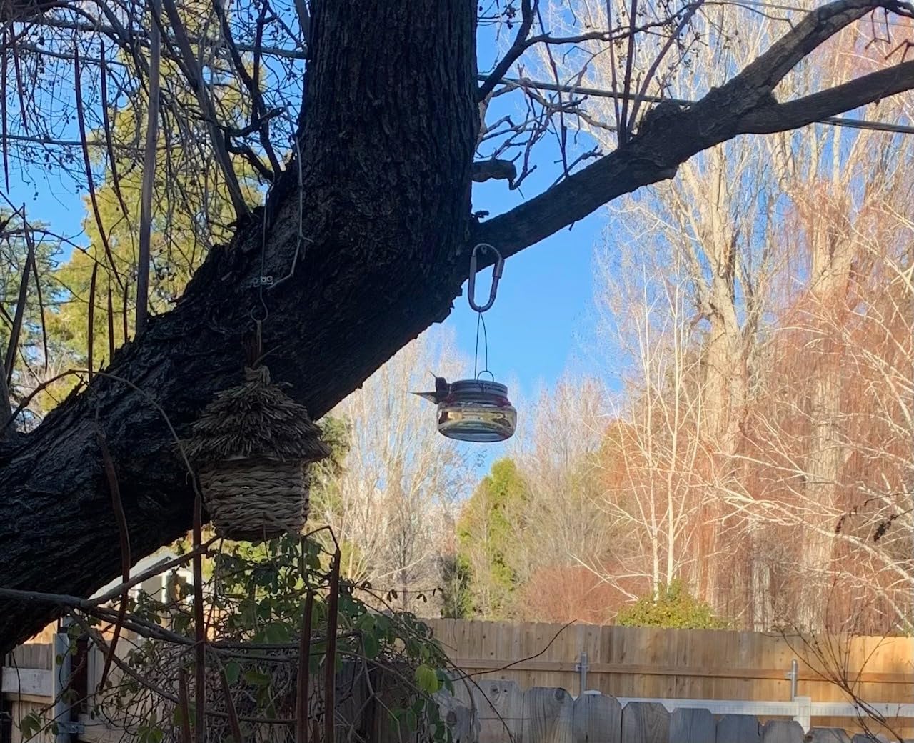 Nature's Way Bird Products MJF1 Nature's Way Mason Jar Hummingbird Dish Feeder, Clear customer photo 2