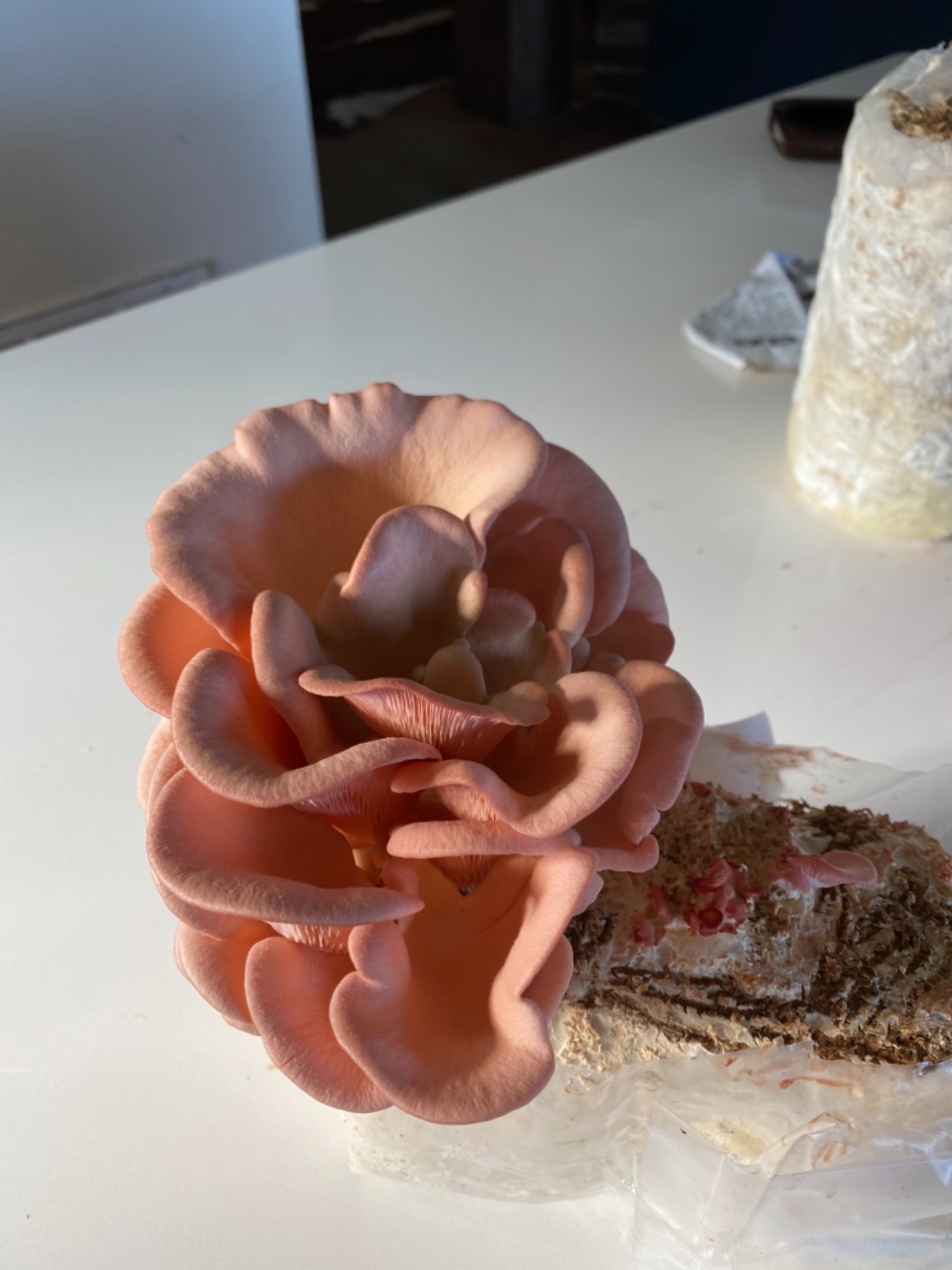 100 Chicken of The Woods Mushroom Spawn Plugs to Grow Gourmet and Medicinal Mushrooms at Home or commercially. customer photo 1