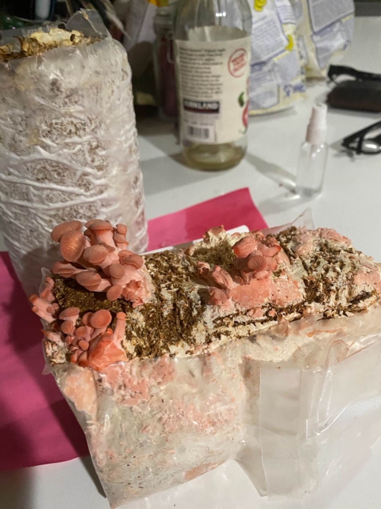 100 Chicken of The Woods Mushroom Spawn Plugs to Grow Gourmet and Medicinal Mushrooms at Home or commercially. customer photo 2