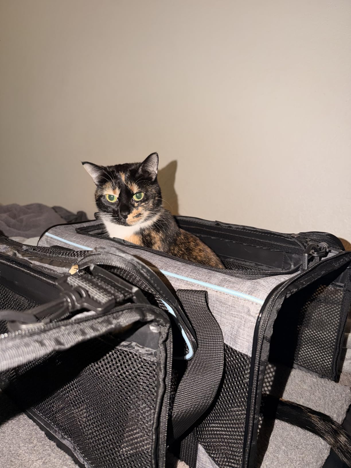 Vceoa 17.5x11x11 Inches Cat, Dog Carrier for Pets Up to 16 Lbs, Soft-Sided Cat Bag Animal Carriers Travel Puppy Carry As a Toy of Fabric Pet Home customer photo 2