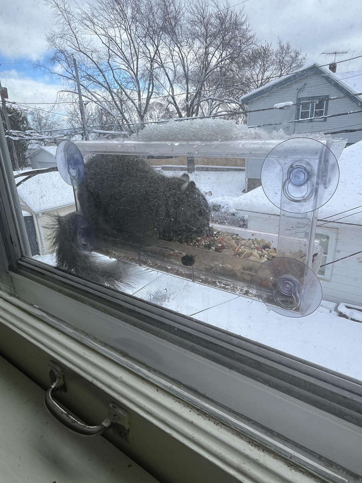 D.F. Omer Window Bird Feeder with 3 Section Tray and Roof Cover, Weatherproof Outdoor Suction Cup Hanger Acrylic Plastic Bird Feeder , Clear customer photo 1