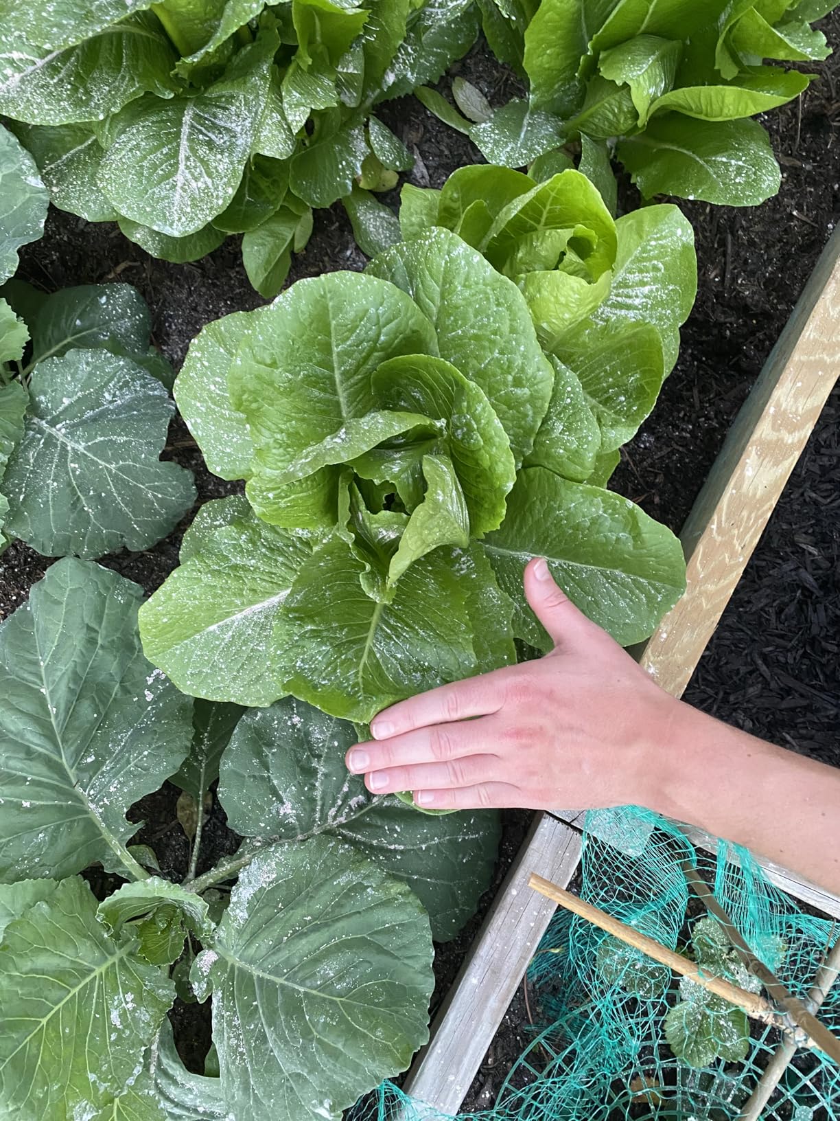 Espoma Organic Garden-Tone 3-4-4 Organic Fertilizer for Cool & Warm Season Vegetables and Herbs - 4 lb. Bag customer photo 1