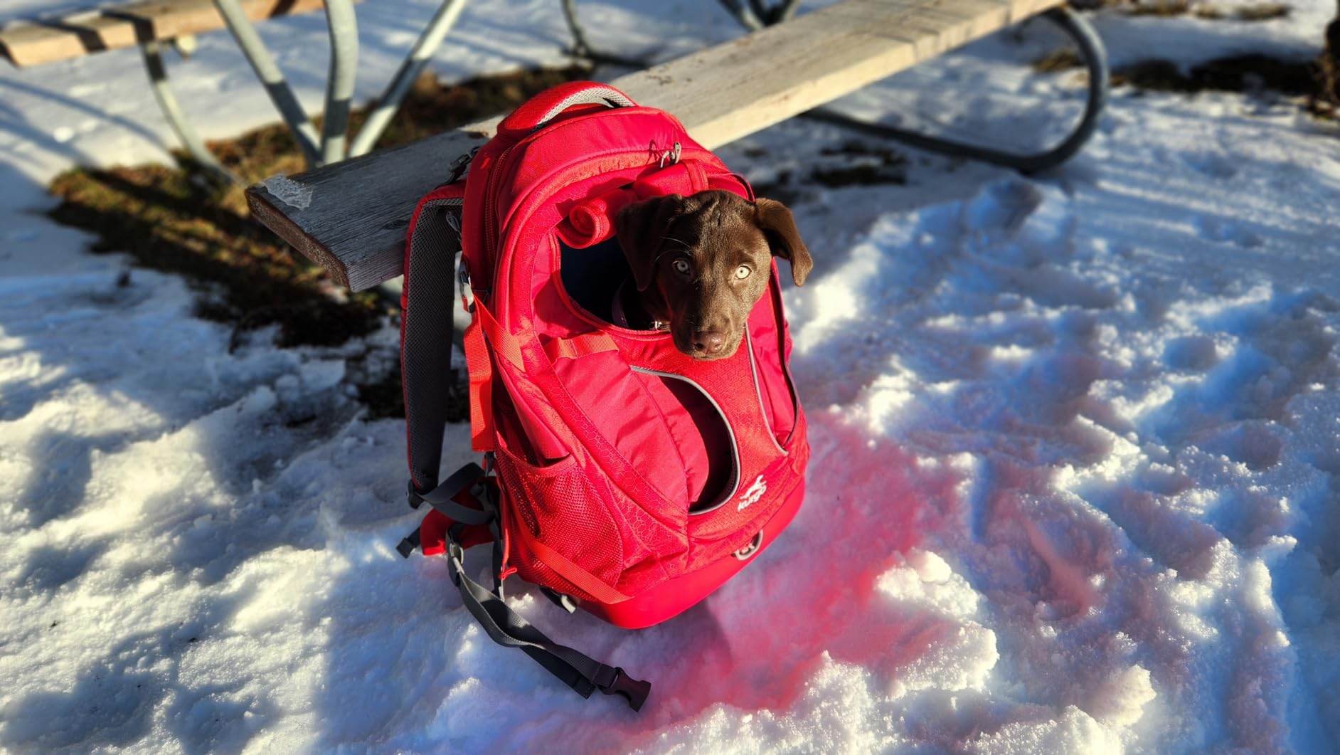 Kurgo G-Train Dog Carrier Backpack - Waterproof Bottom - Multi-Compartment Pack - Rugged Adventure Backpack customer photo 2