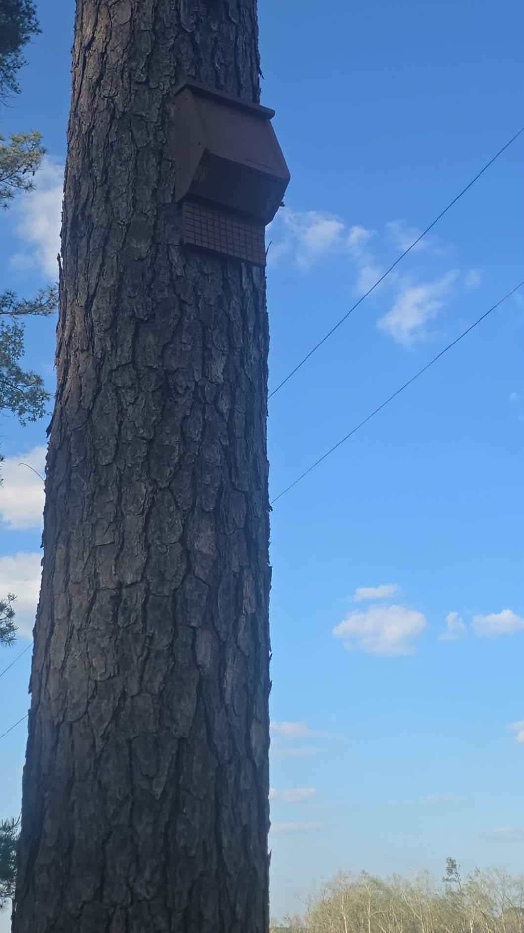 WHITEHORSE 4-Compartment Bat House - A Premium Cedar Bat Box that is Built to Last - Enjoy a Healthier Yard with Fewer Mosquitos While Supporting Bats (Black) customer photo 1