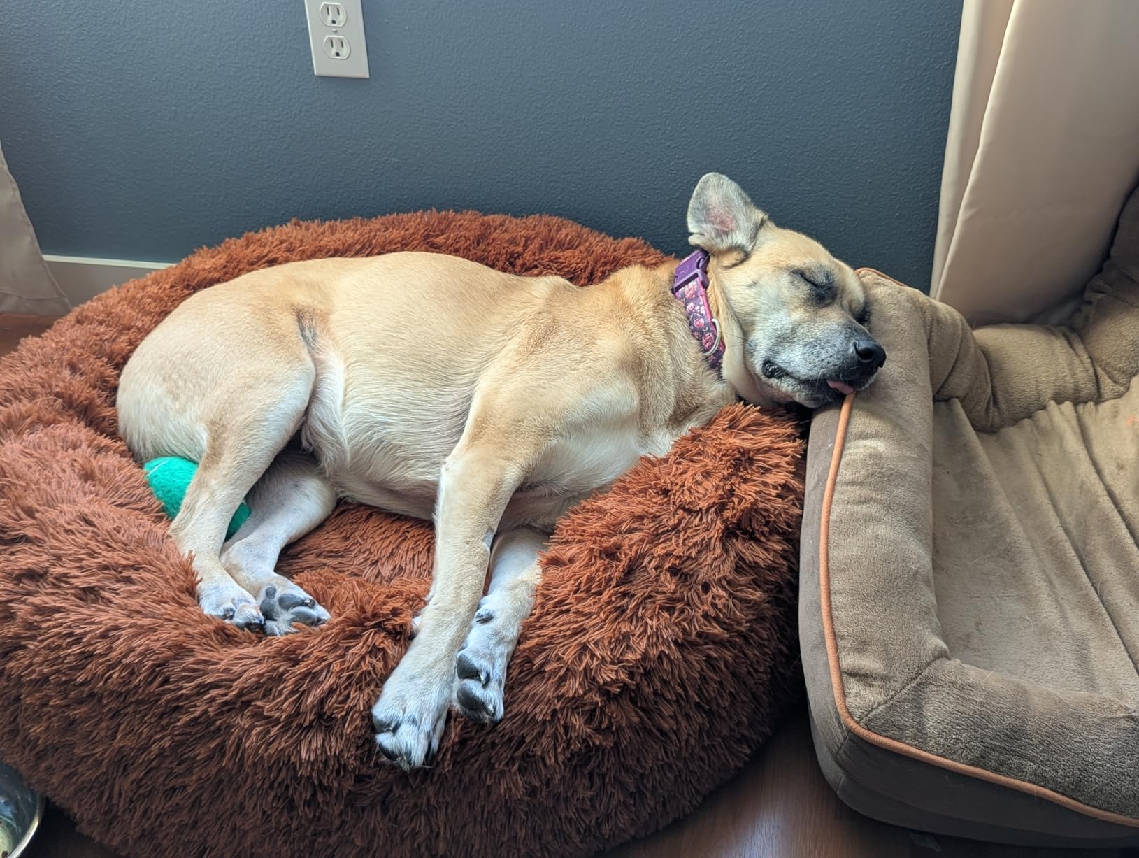 Bedsure Calming Dog Bed for Small Dogs - Donut Washable Small Puppy Bed, 23 inches Anti-Slip Round Fluffy Plush Faux Fur Large Cat Bed, Fits up to 25 lbs Pets, Camel customer photo 1