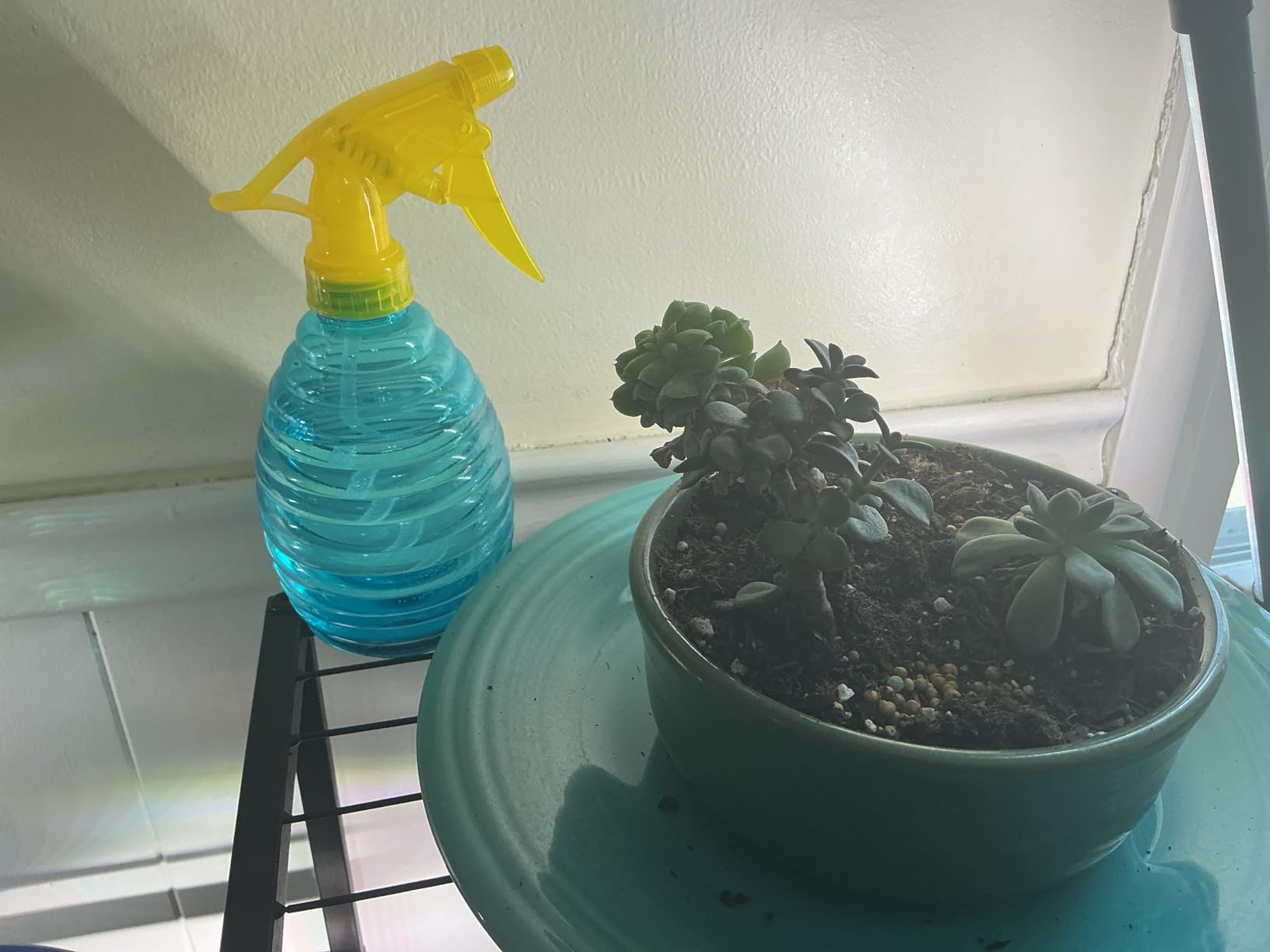 Spray Bottles - 3 Pack, 16 oz - Mist/Stream, Bright Colors, Sturdy, Leak Proof, BPA Free, For Cleaning, Plants, Pet, Vinegar, BBQ, Hair, Cooking - Perfect Size, Easy to Use. With Labels, Funnel customer photo 1