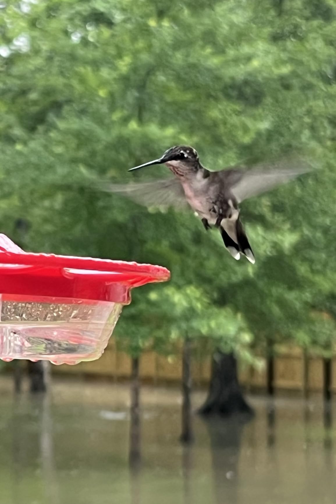 eWonLife 2 Pack Hummingbird Feeders for Outdoors, 16oz Leak-Proof Saucer Humming Bird Feeder with Integrated Ant Moat, Bee Proof 5 Feeding Ports, Brush, Easy Clean & Refill, Hanging Garden Yard Décor customer photo 1