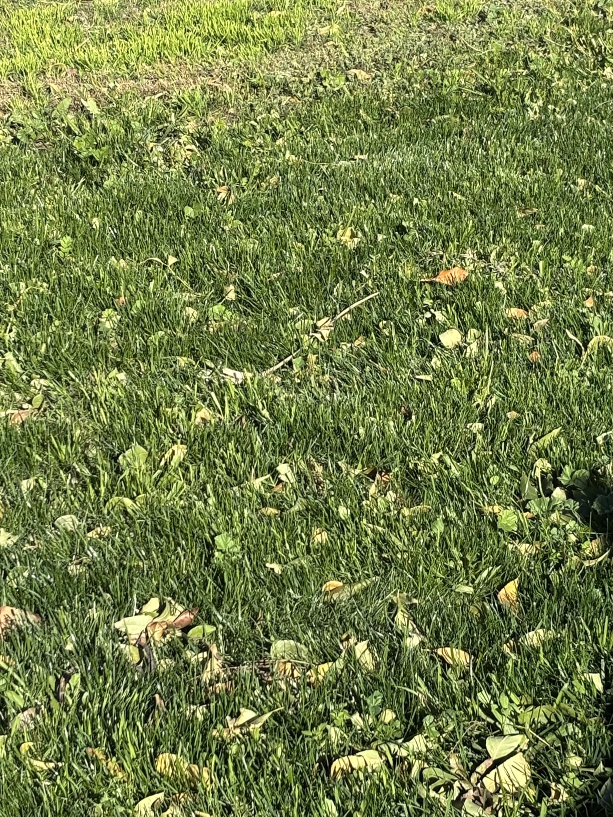Scotts Turf Builder Rapid Grass Sun and Shade Mix, Combination Grass Seed and Fertilizer, Grows Green Grass in Just Weeks, 5.6 lbs customer photo 2