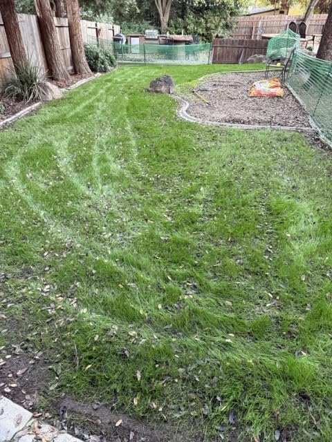 Pennington Smart Seed Dense Shade Grass Mix Bag 7 lb customer photo 2
