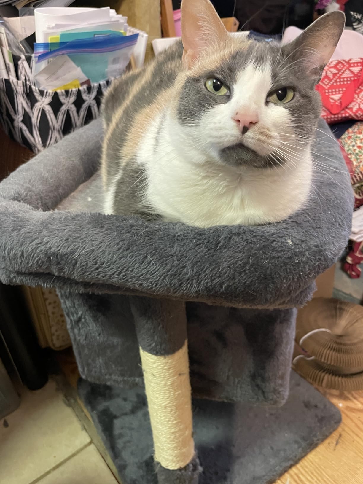 Yaheetech 23.5in Cat Tree Tower, Cat Condo with Sisal-Covered Scratching Posts, Cat House Activity Center Furniture for Kittens, Cats and Pets - Dark Gray customer photo 1