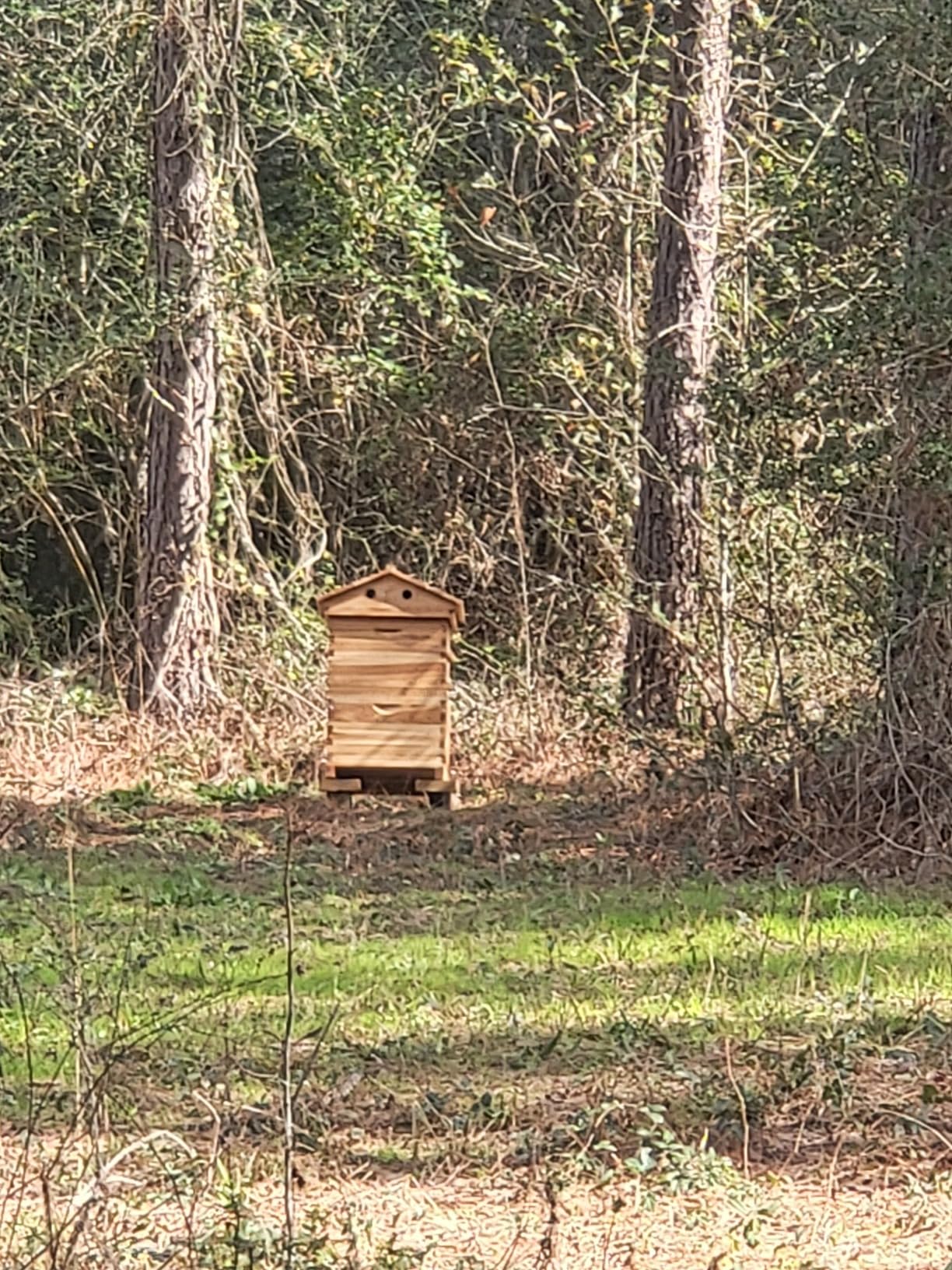 Hive Beehive kit Automatic Wooden bee hive House kit Beehive Boxes with 7 Piece Comb Honey Frames customer photo 2