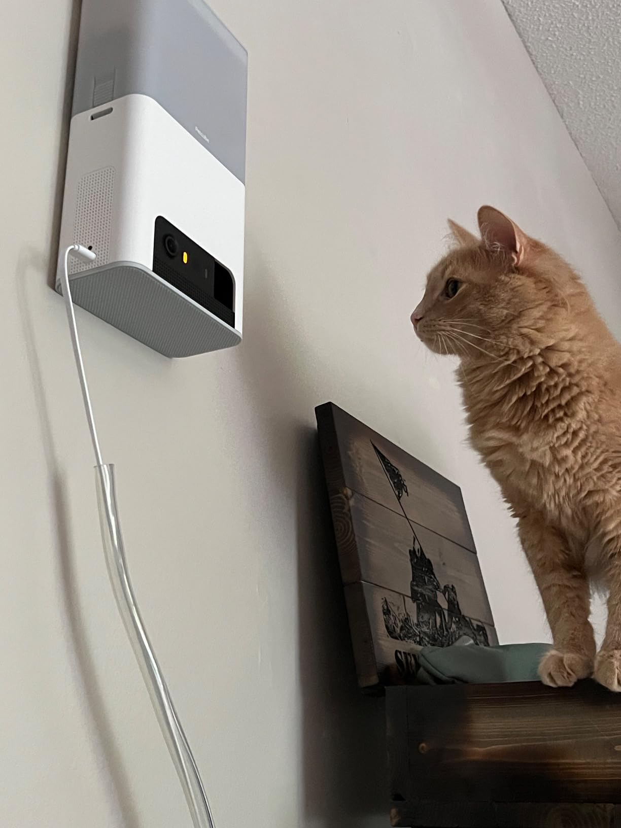 Petcube Bites 2 Lite Interactive WiFi Pet Monitoring Camera with Phone App and Treat Dispenser, 1080p HD Video, Night Vision, Two-Way Audio customer photo 1