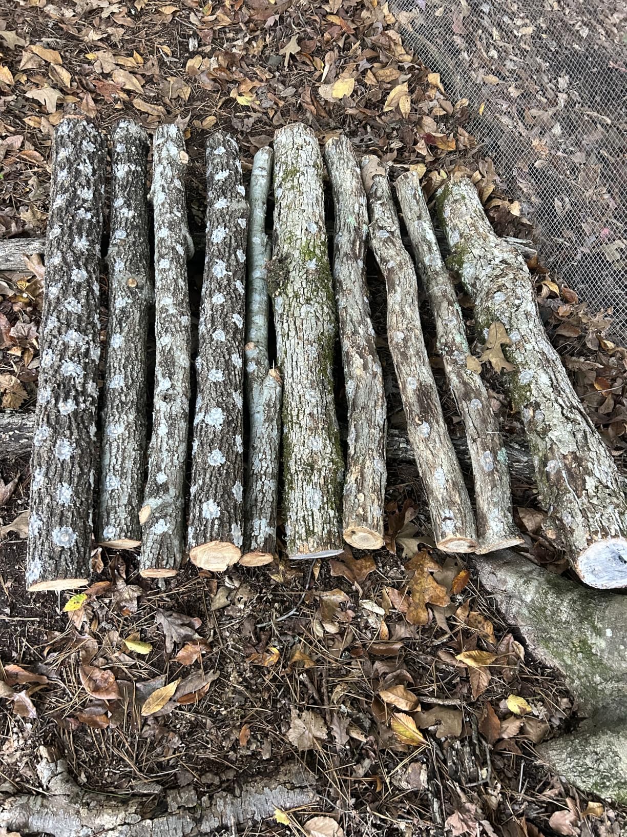 North Spore Organic Shiitake (500 ct) Mushroom Plugs for Logs | Premium Quality Mushroom Plug Spawn | Handmade in Maine, USA | Grow Gourmet Mushrooms Outdoors on Logs | Lentinula edodes customer photo 1