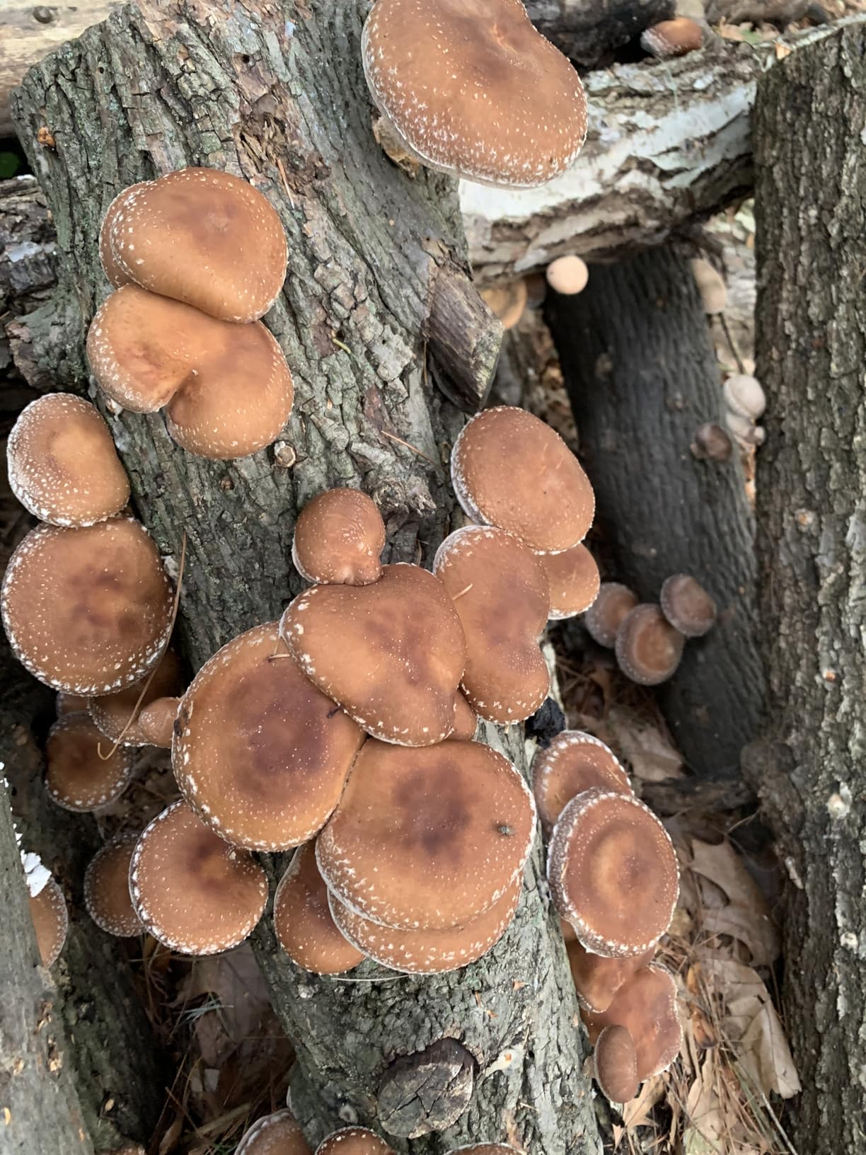 North Spore Organic Shiitake (500 ct) Mushroom Plugs for Logs | Premium Quality Mushroom Plug Spawn | Handmade in Maine, USA | Grow Gourmet Mushrooms Outdoors on Logs | Lentinula edodes customer photo 2
