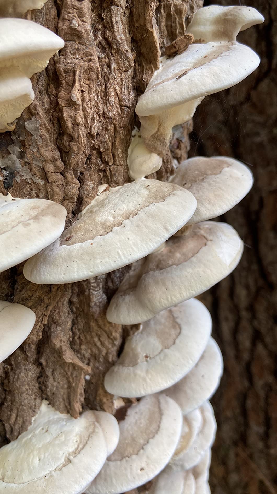 North Spore Organic Lion's Mane (100 ct) Mushroom Plugs for Logs | Premium Quality Mushroom Plug Spawn | Handmade in Maine, USA | Grow Gourmet Mushrooms Outdoors on Logs customer photo 2