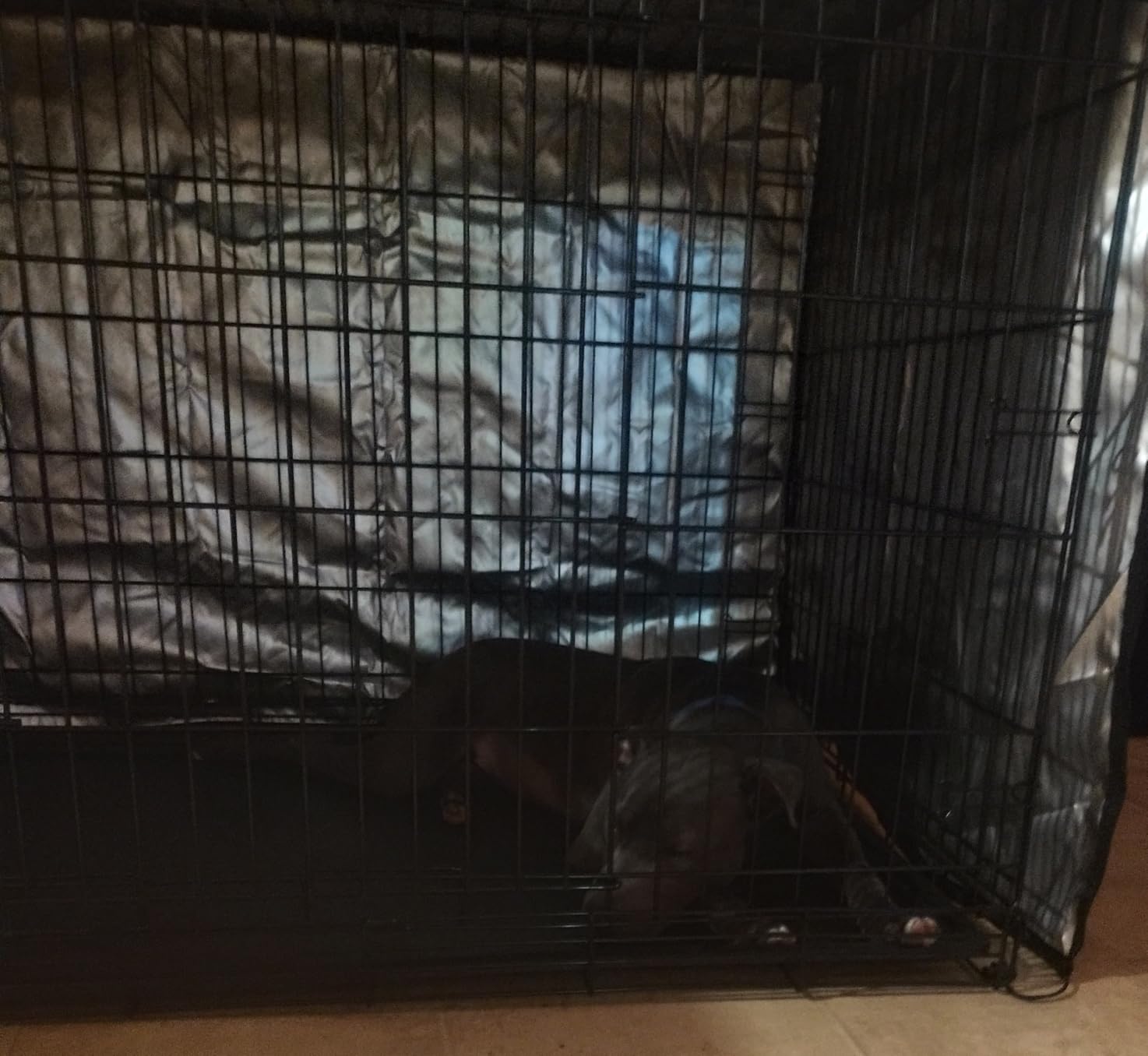 Amazon Basics Portable Metal Wire Dog Crate for Large Dogs, Double Door with Removable Tray, Divider Panel, Easy to Assemble, 48