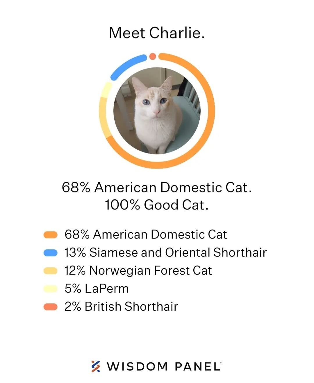 Wisdom Panel Complete Cat DNA Test Kit for 45 Health Genetic Health Conditions, 70+ Breeds and Populations, 25+ Traits, Blood Type - Pack of 1 customer photo 2